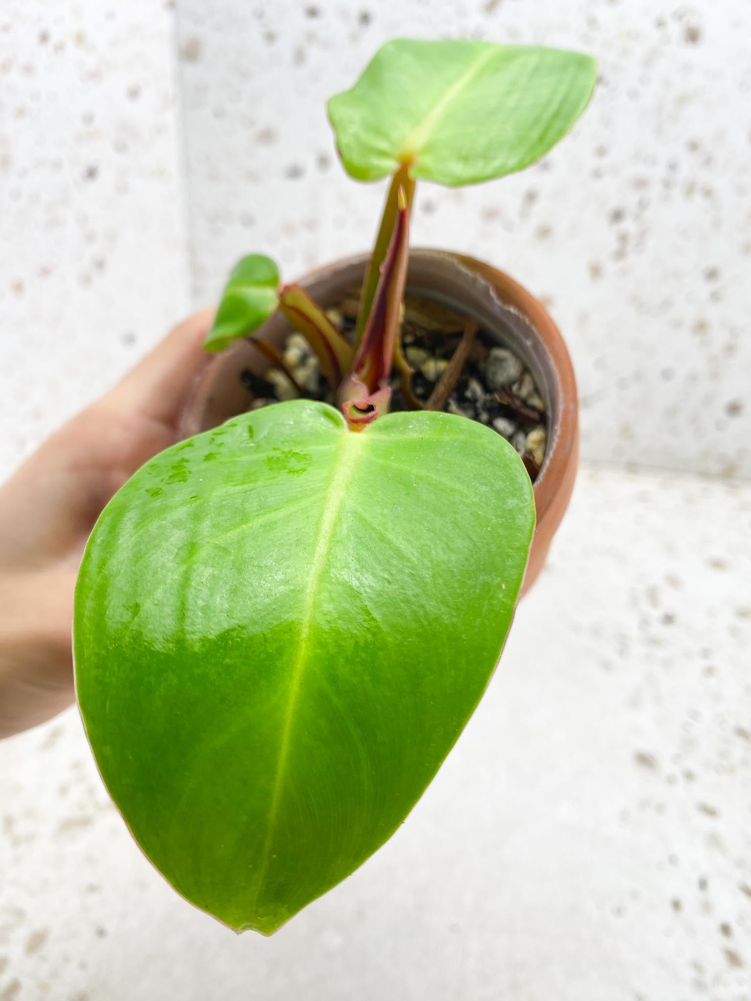 *Philodendron Red Moon Variegated 3 Leaves 4 Nodes 1 Sprout Top Cutting Rooted