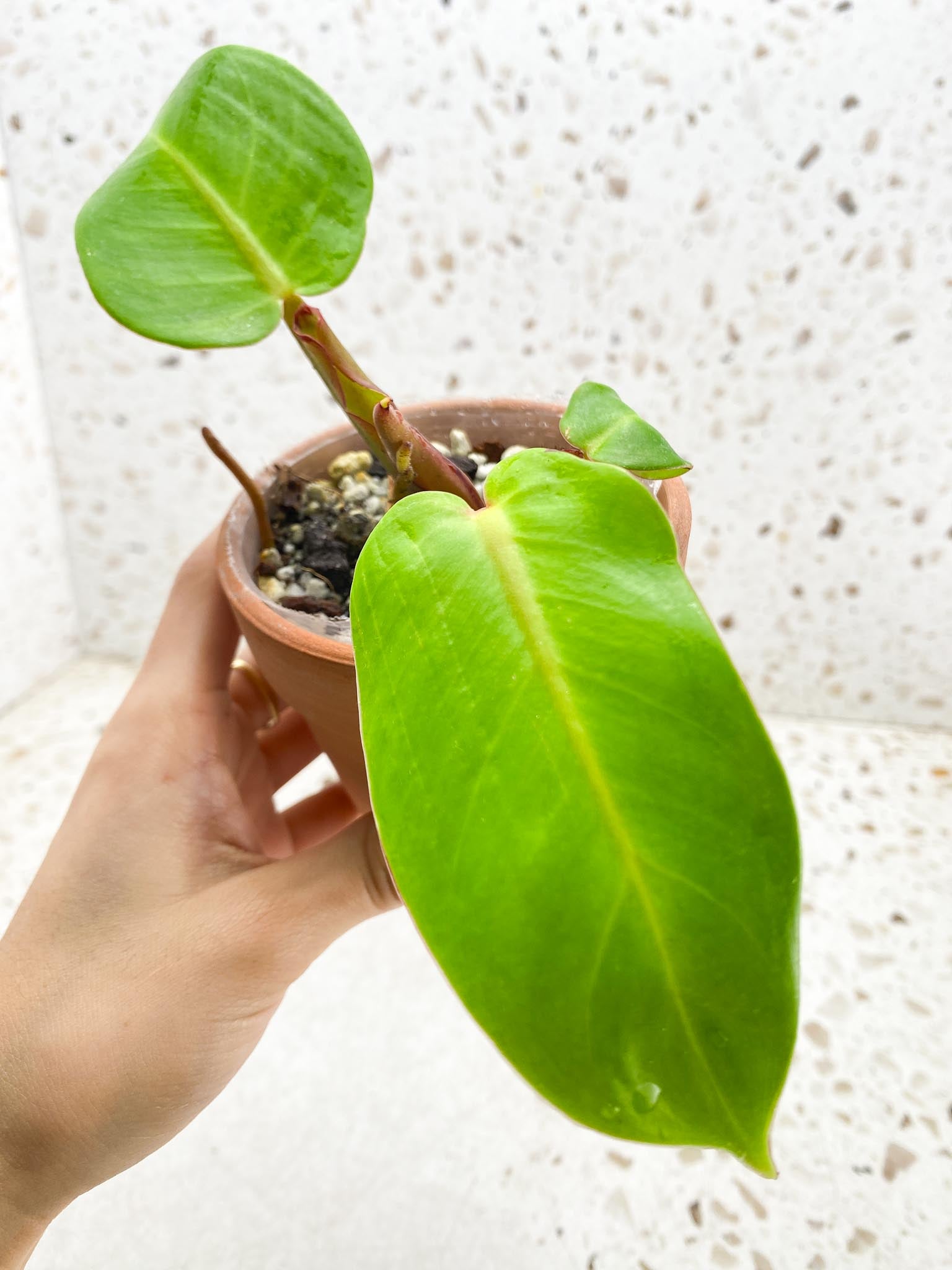 *Philodendron Red Moon Variegated 3 Leaves 4 Nodes 1 Sprout Top Cutting Rooted