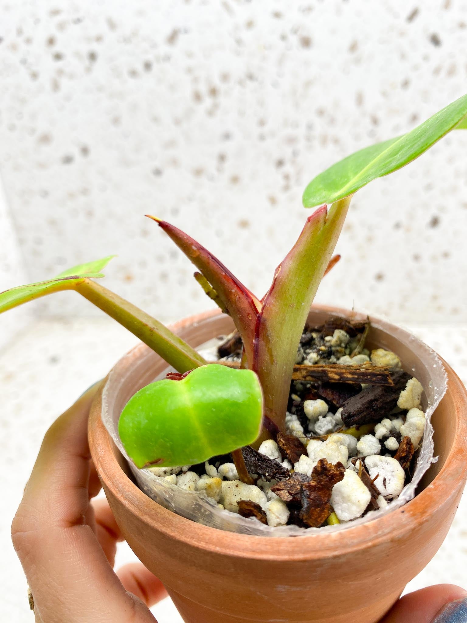 *Philodendron Red Moon Variegated 3 Leaves 4 Nodes 1 Sprout Top Cutting Rooted