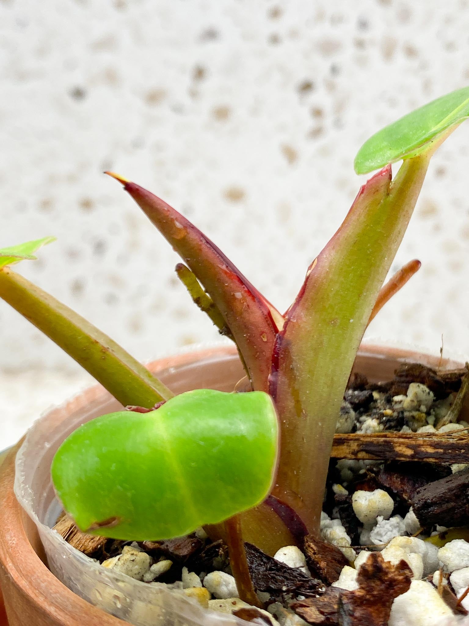 *Philodendron Red Moon Variegated 3 Leaves 4 Nodes 1 Sprout Top Cutting Rooted