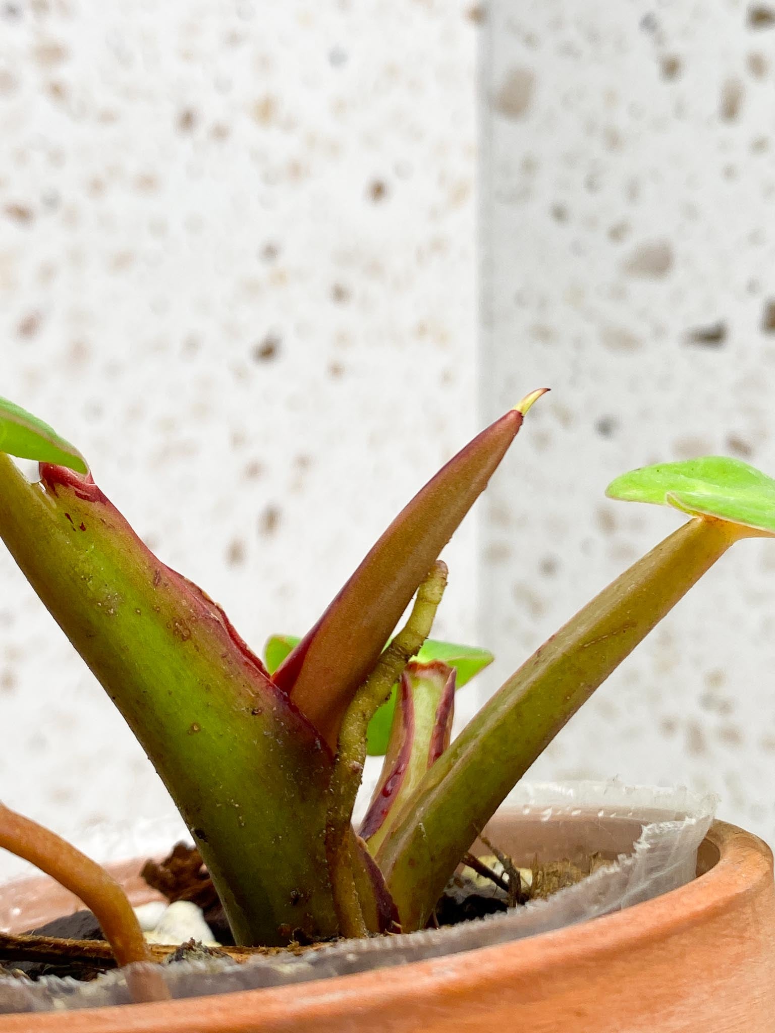 *Philodendron Red Moon Variegated 3 Leaves 4 Nodes 1 Sprout Top Cutting Rooted
