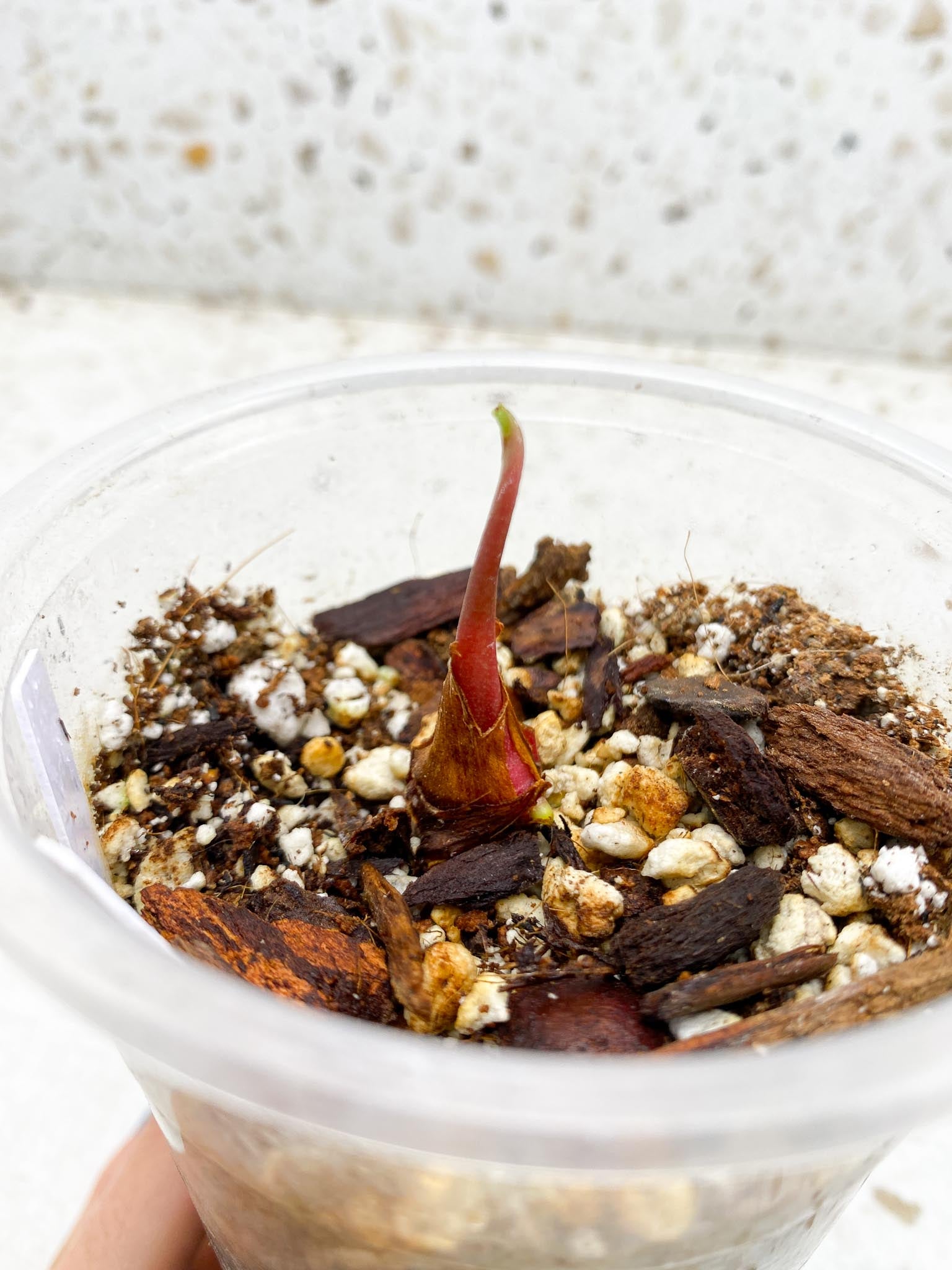 *Anthurium nigrolaminum gigi X Besseae aff 2 Nodes 2 Sprouts Rooted