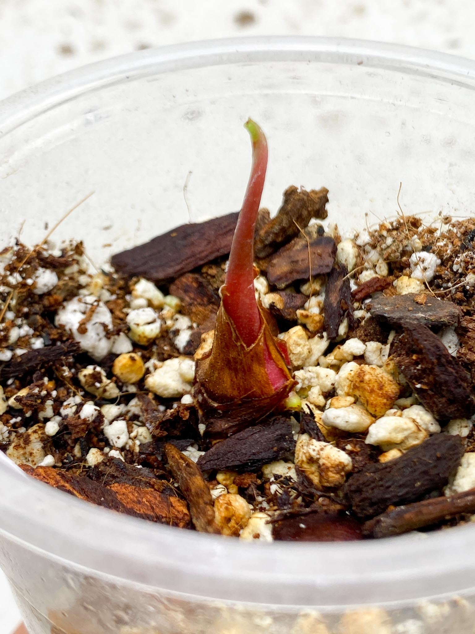 *Anthurium nigrolaminum gigi X Besseae aff 2 Nodes 2 Sprouts Rooted