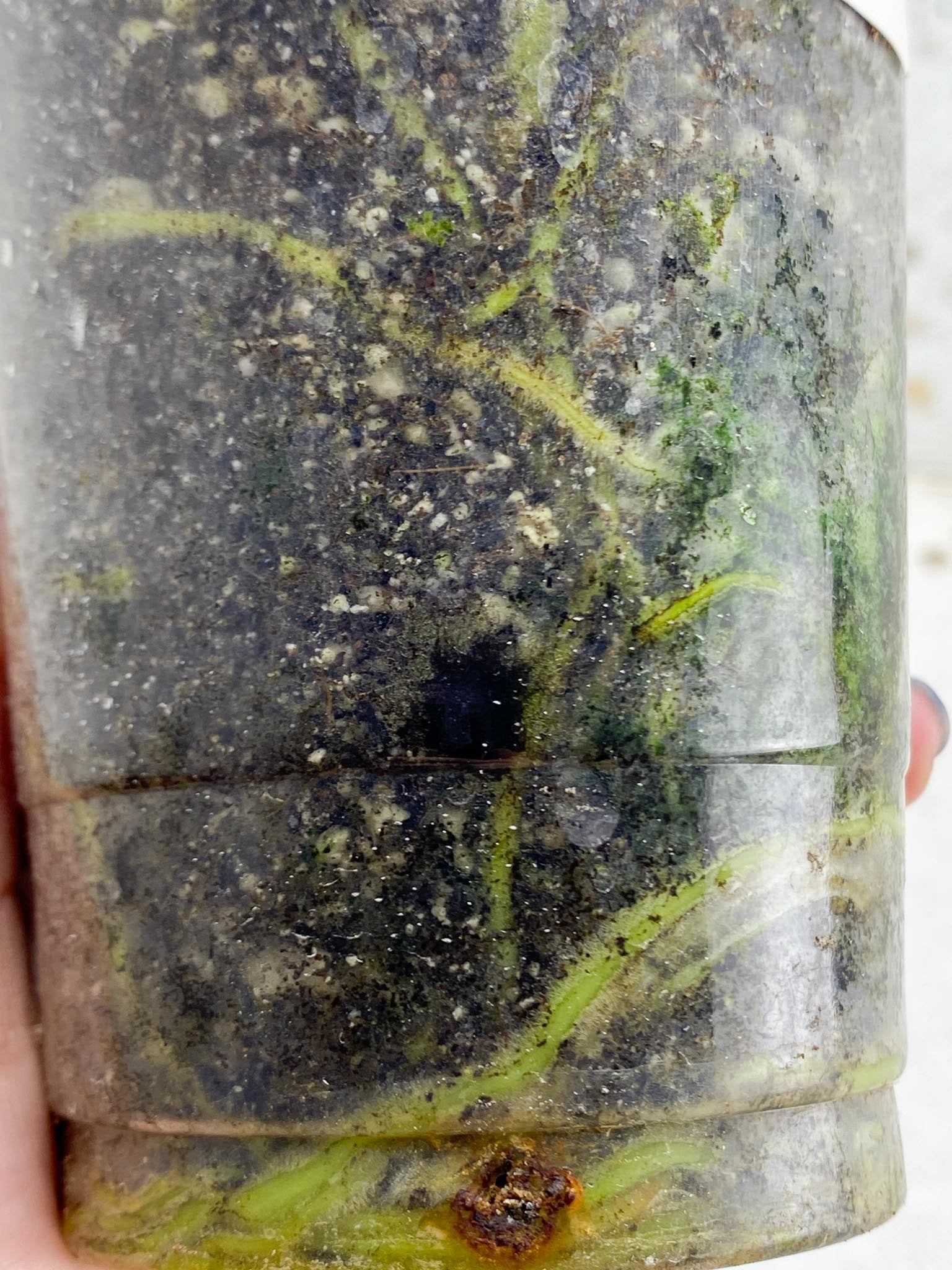 *Anthurium nigrolaminum gigi X Besseae aff 2 Nodes 2 Sprouts Rooted