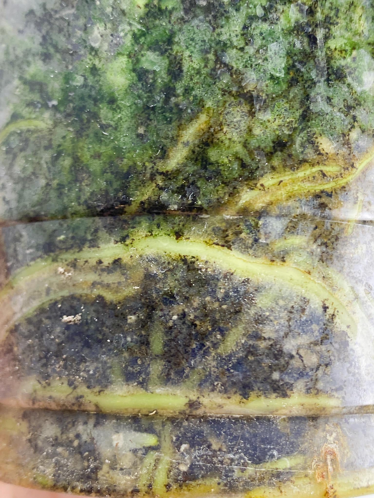 *Anthurium nigrolaminum gigi X Besseae aff 2 Nodes 2 Sprouts Rooted