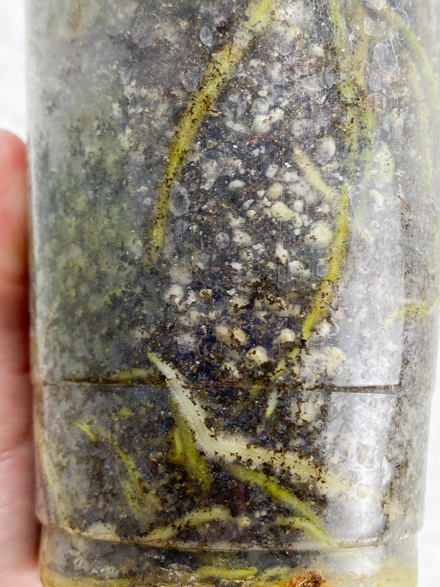 *Anthurium nigrolaminum gigi X Besseae aff 2 Nodes 2 Sprouts Rooted