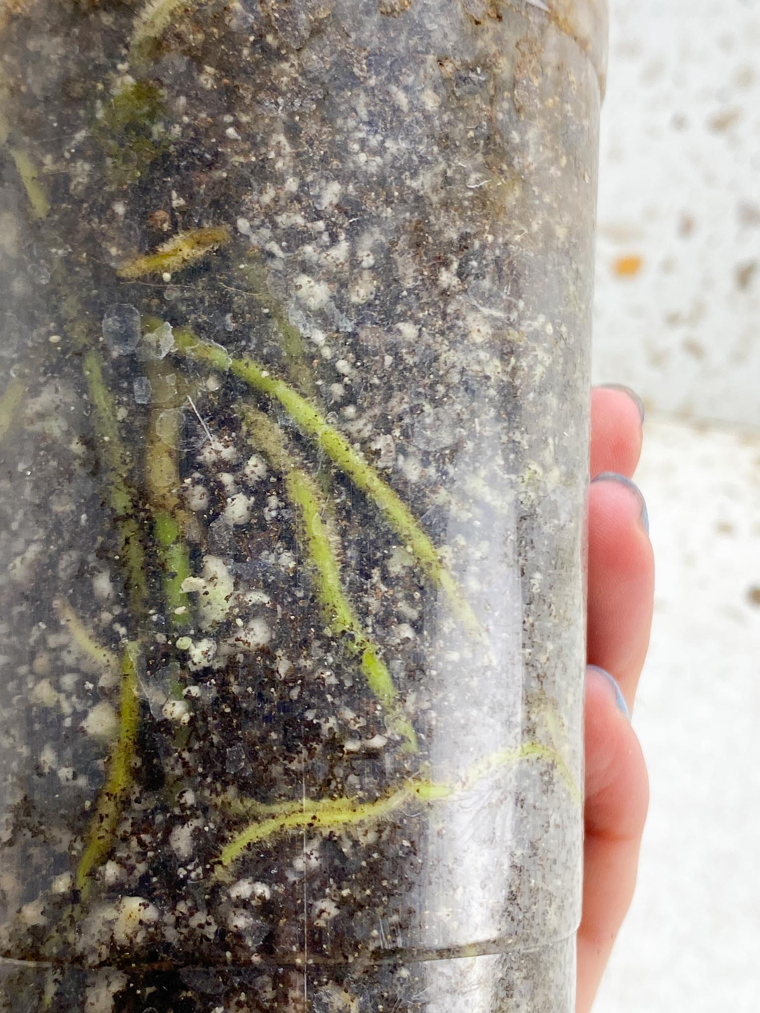 *Anthurium nigrolaminum gigi X Besseae aff 2 Nodes 2 Sprouts Rooted
