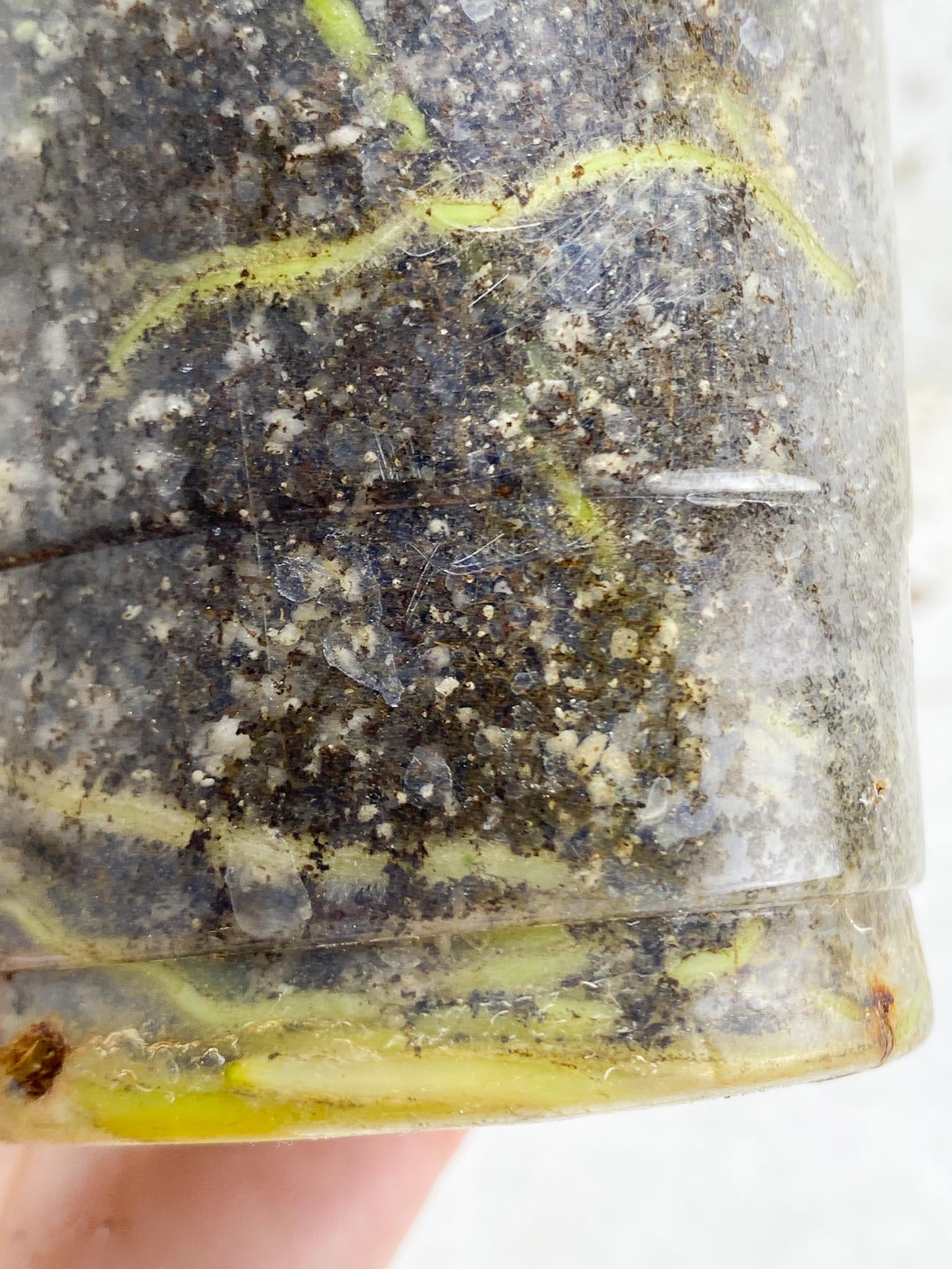 *Anthurium nigrolaminum gigi X Besseae aff 2 Nodes 2 Sprouts Rooted