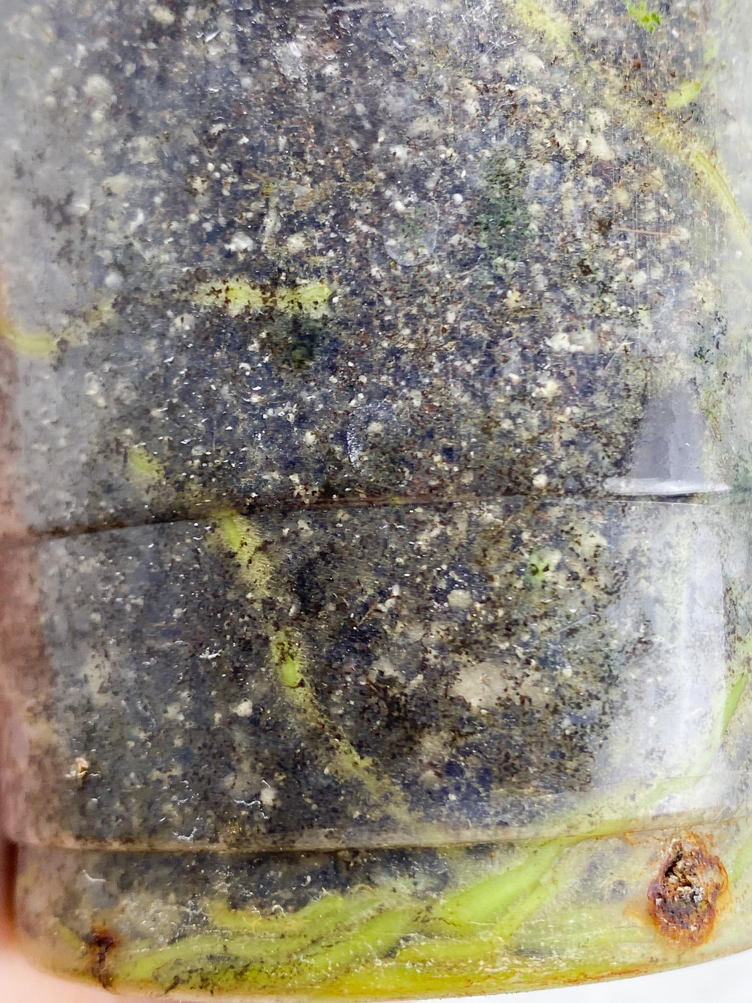 *Anthurium nigrolaminum gigi X Besseae aff 2 Nodes 2 Sprouts Rooted