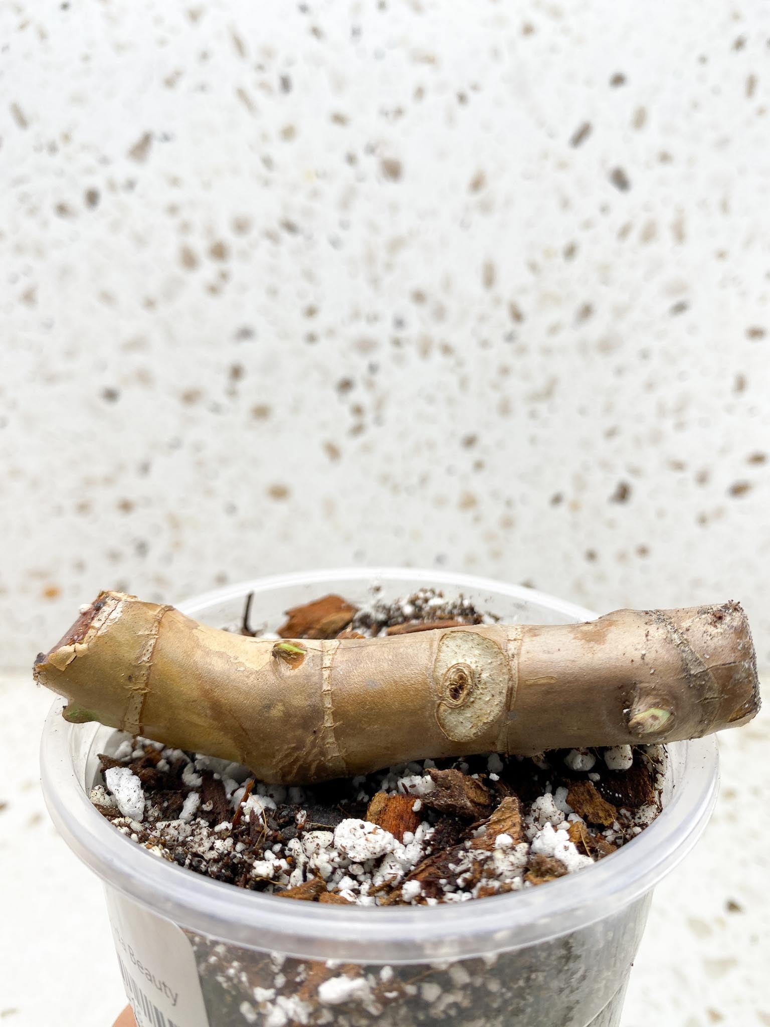 Philodendron Florida beauty 4 Nodes 4 Sprouts Rooted