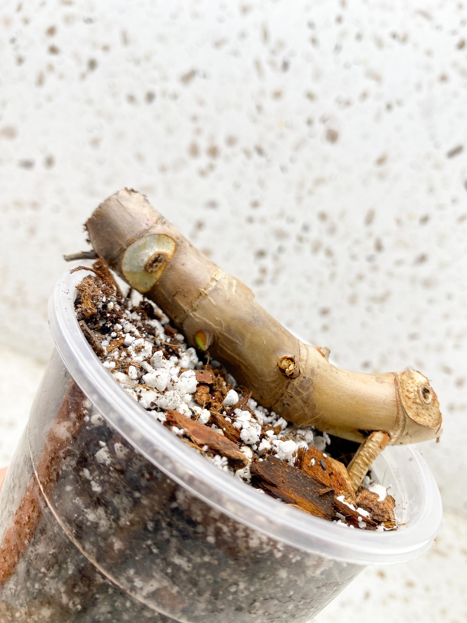 Philodendron Florida beauty 4 Nodes 4 Sprouts Rooted