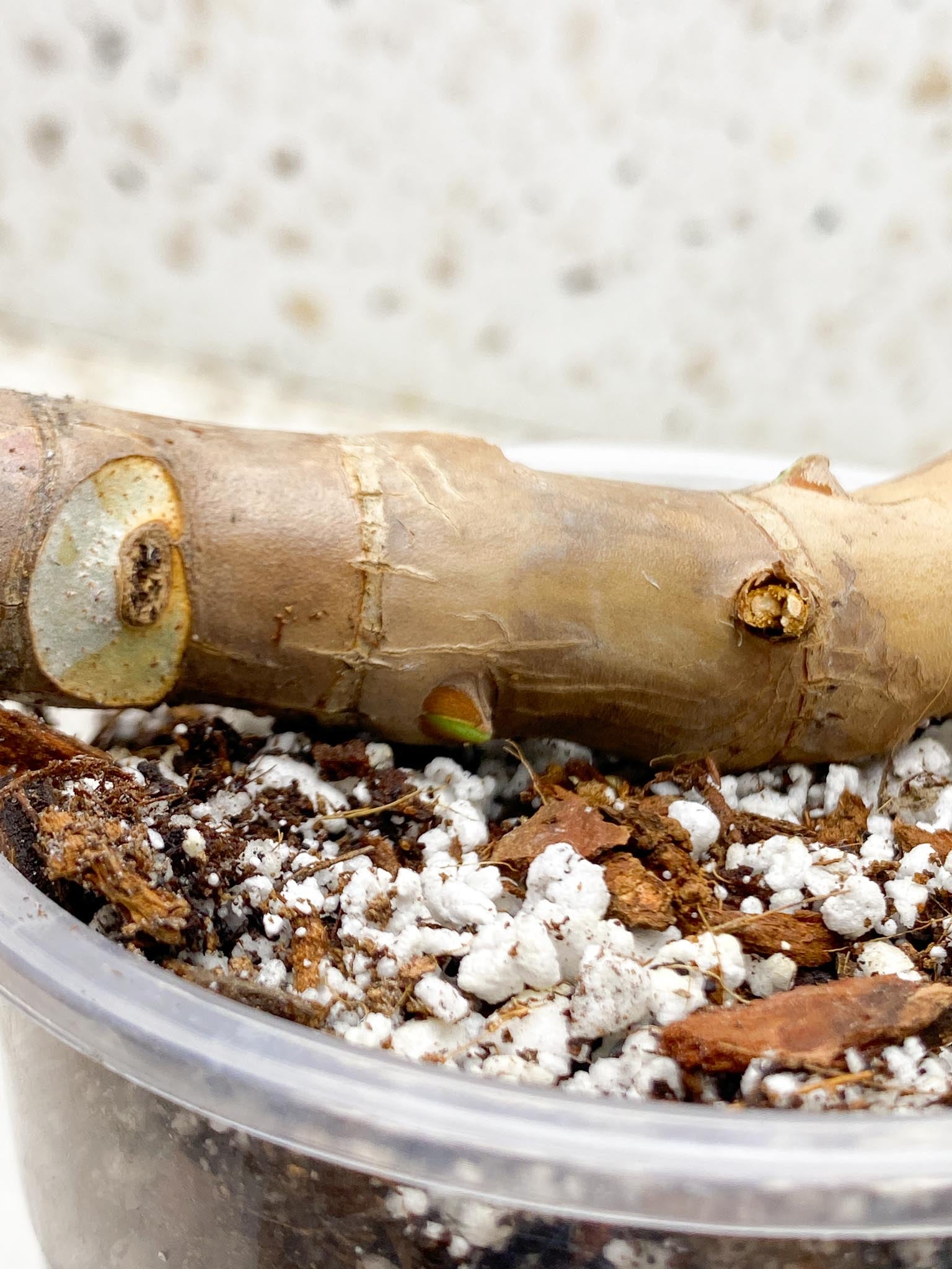 Philodendron Florida beauty 4 Nodes 4 Sprouts Rooted