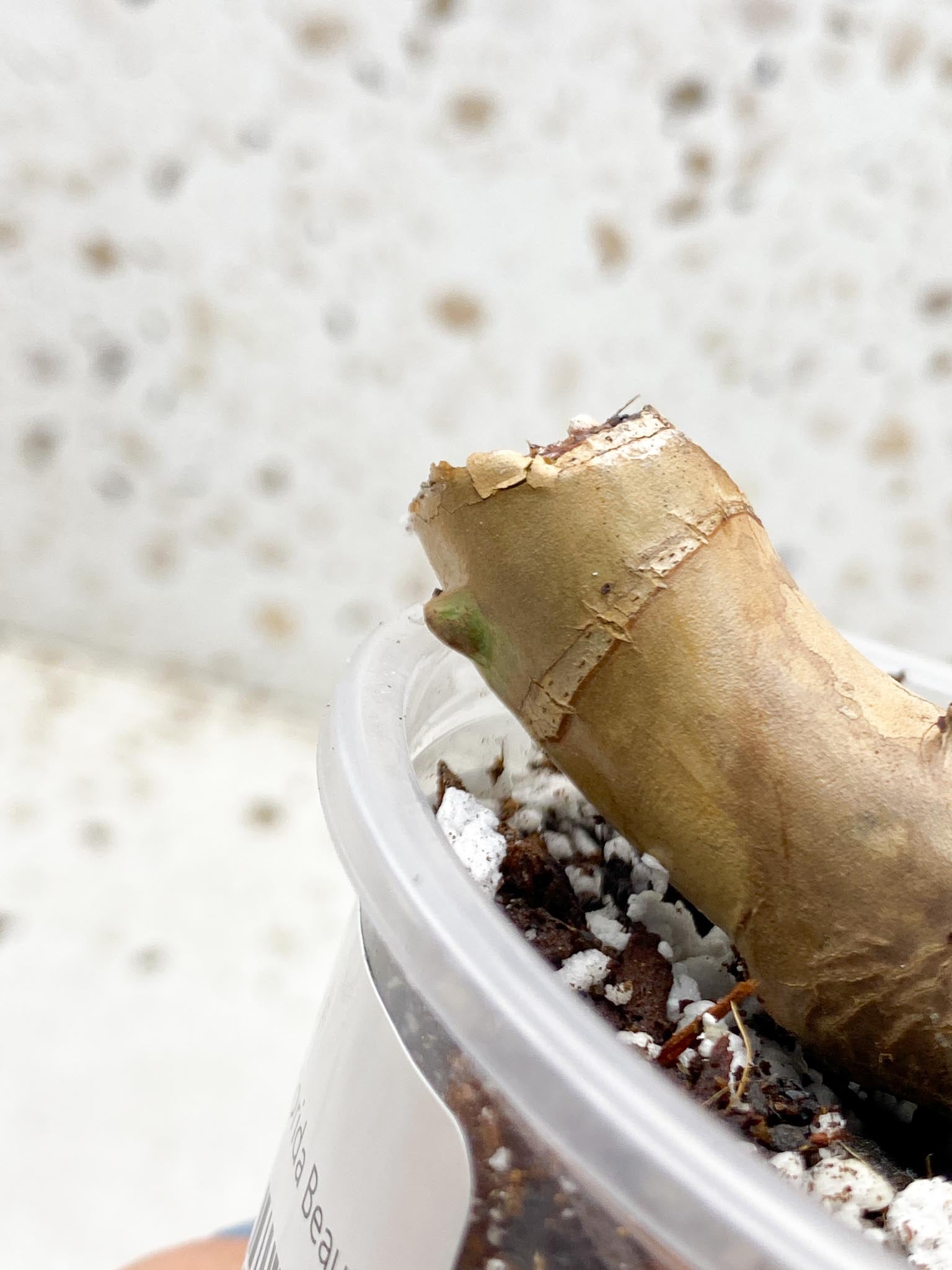 Philodendron Florida beauty 4 Nodes 4 Sprouts Rooted