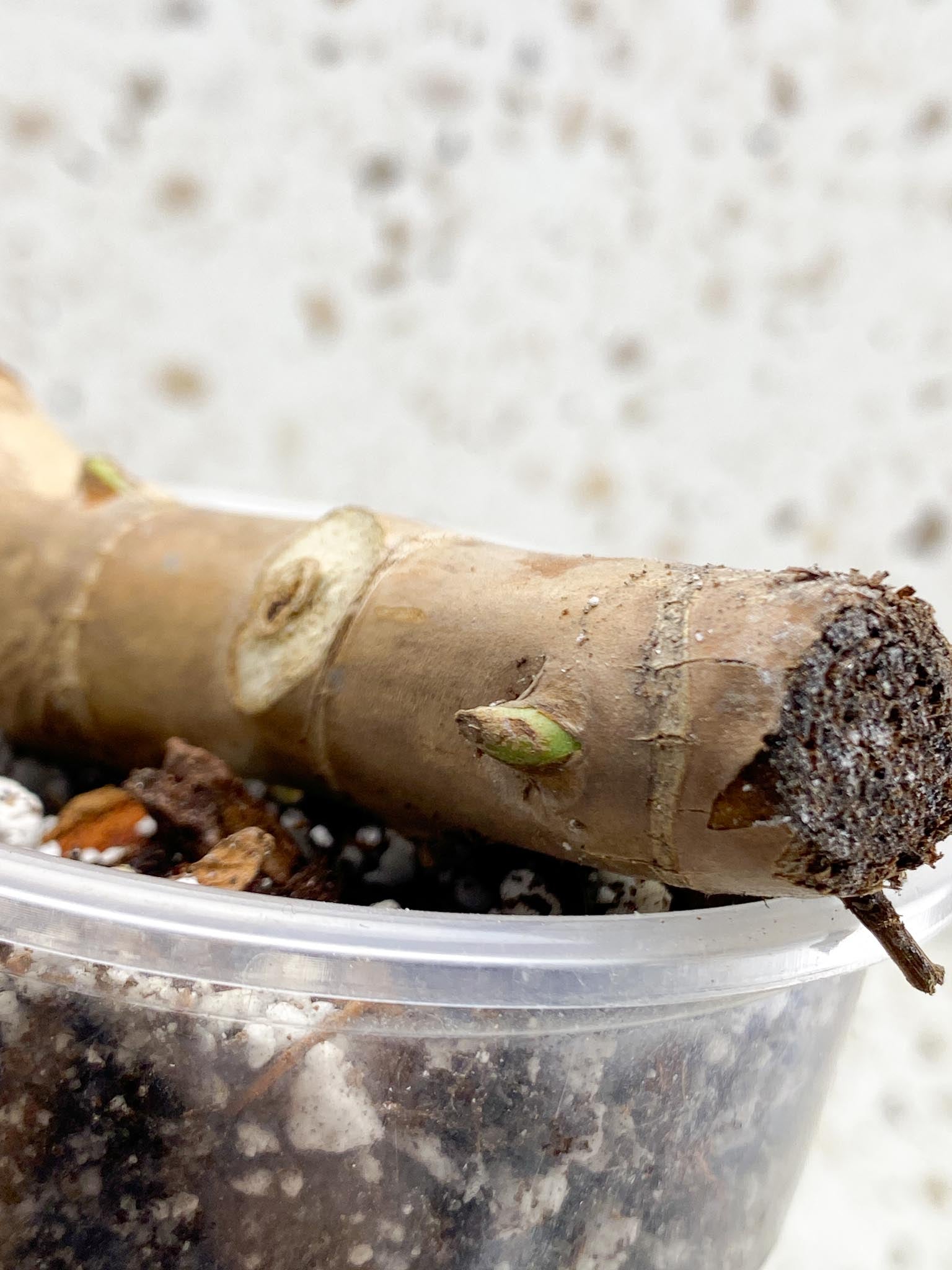 Philodendron Florida beauty 4 Nodes 4 Sprouts Rooted