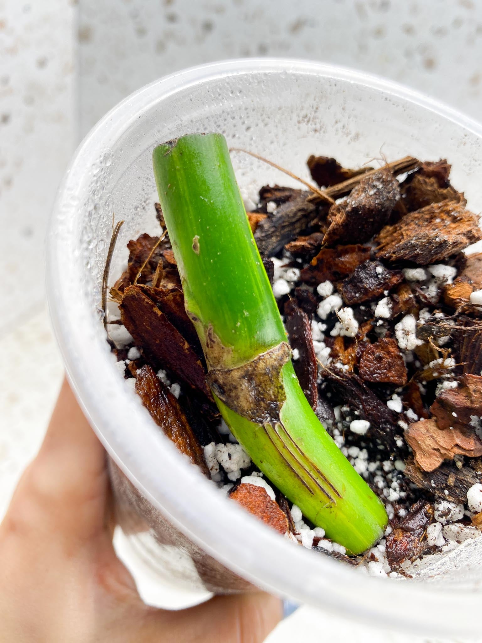 *Monstera Aurea Tricolor 1 Node 1 Growing Bud Rooted