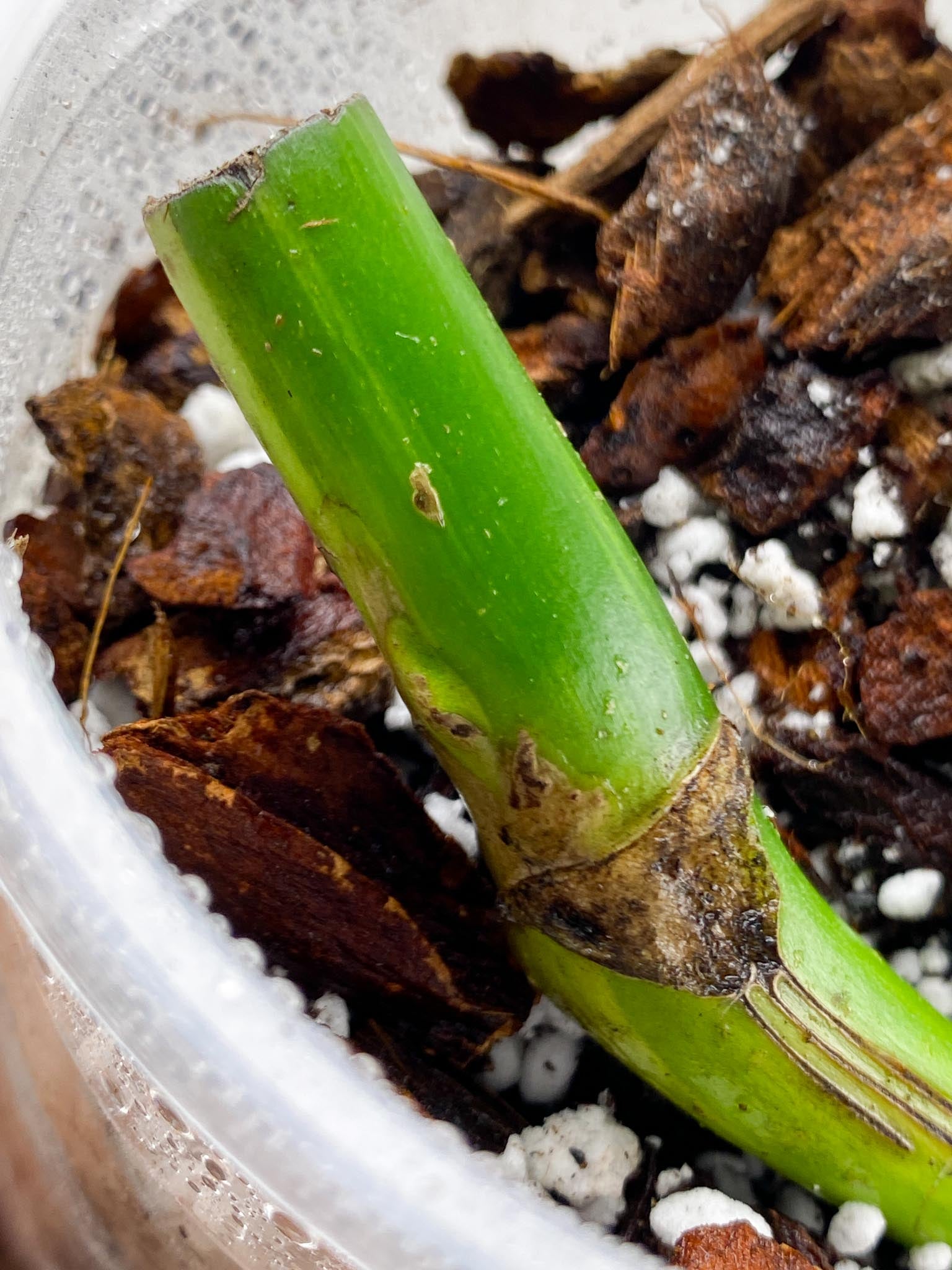 *Monstera Aurea Tricolor 1 Node 1 Growing Bud Rooted