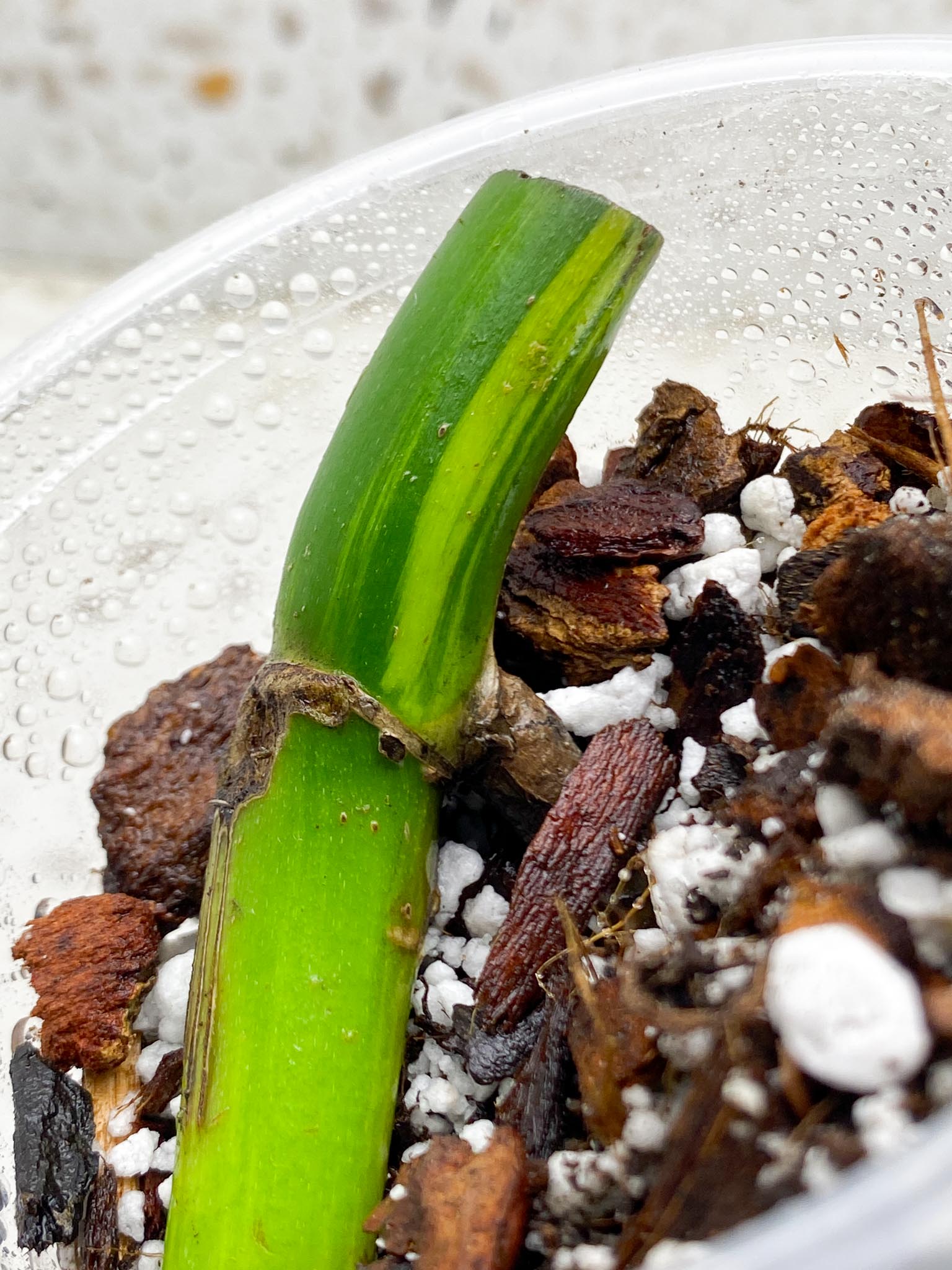 *Monstera Aurea Tricolor 1 Node 1 Growing Bud Rooted