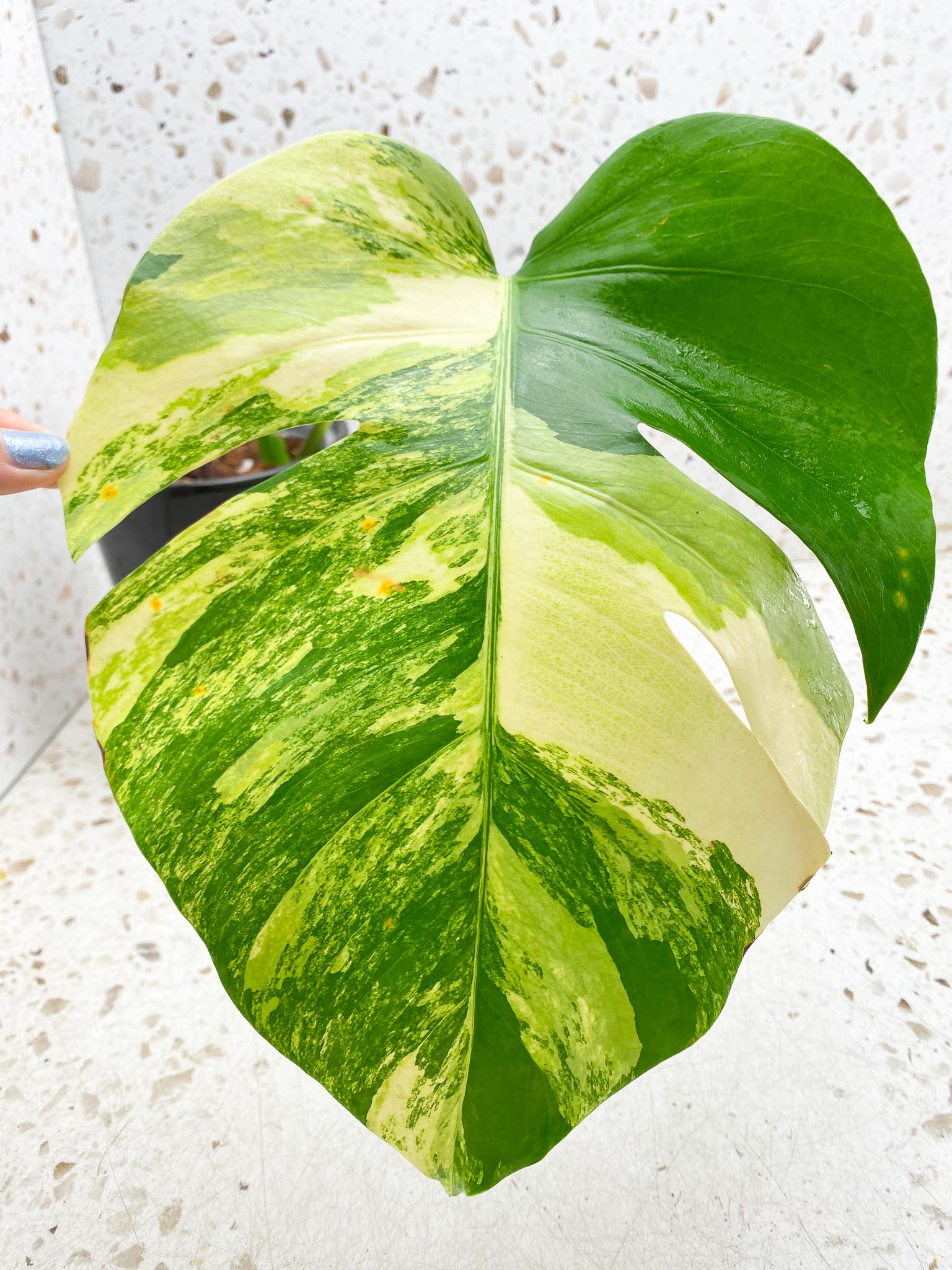 *Monstera Aurea Tricolor 1 Leaf 1 Node Rooted