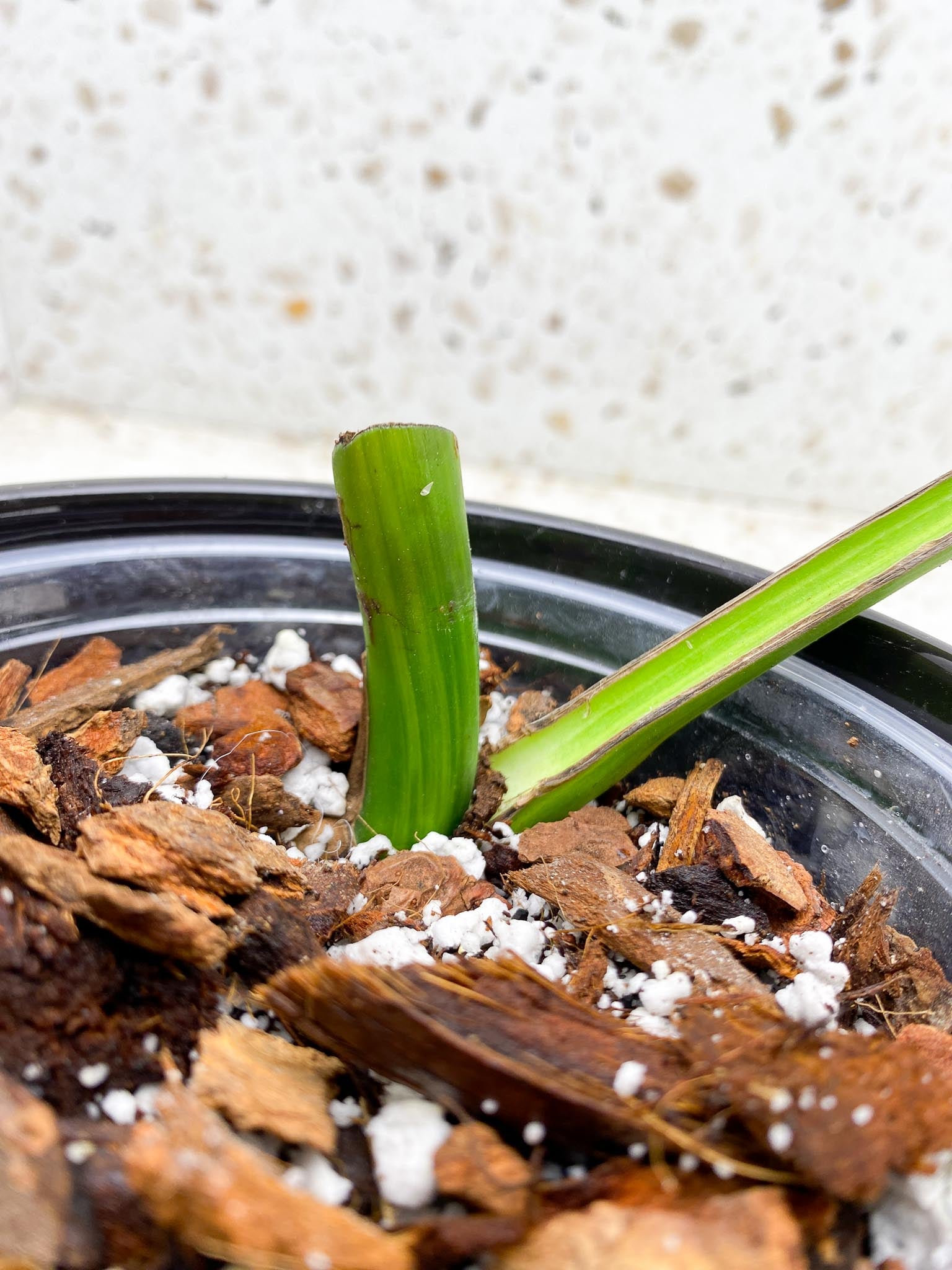 *Monstera Aurea Tricolor 1 Leaf 1 Node Rooted