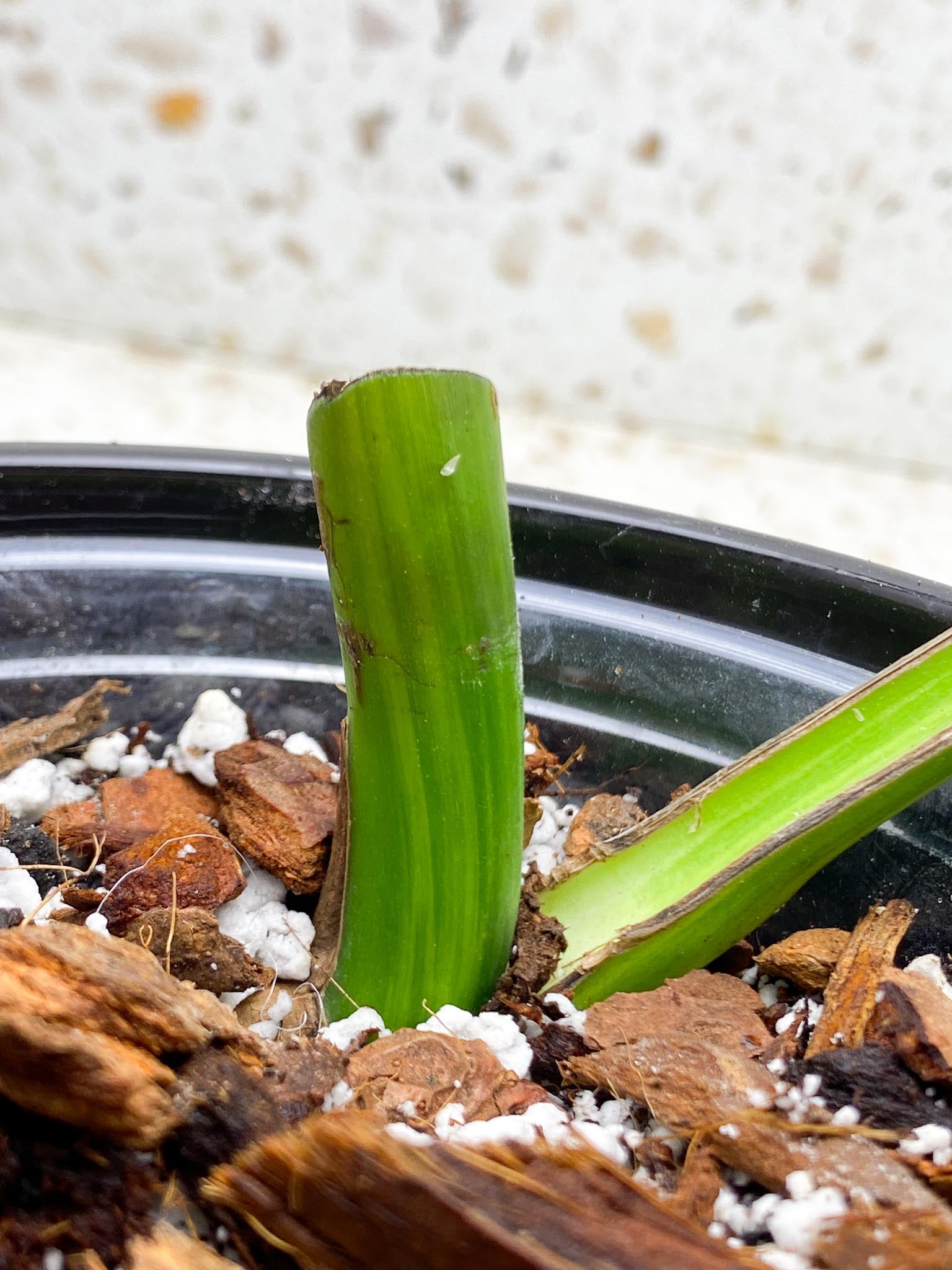 *Monstera Aurea Tricolor 1 Leaf 1 Node Rooted