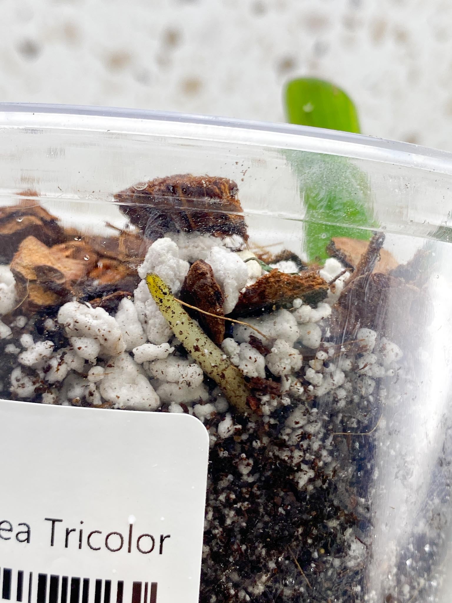 *Monstera Aurea Tricolor 1 Leaf 1 Node Rooted