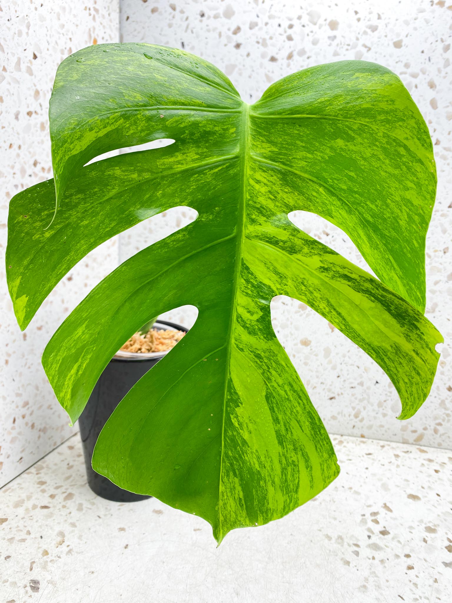 Monstera Aurea Tricolor 1 Leaf 1 Node Rooted
