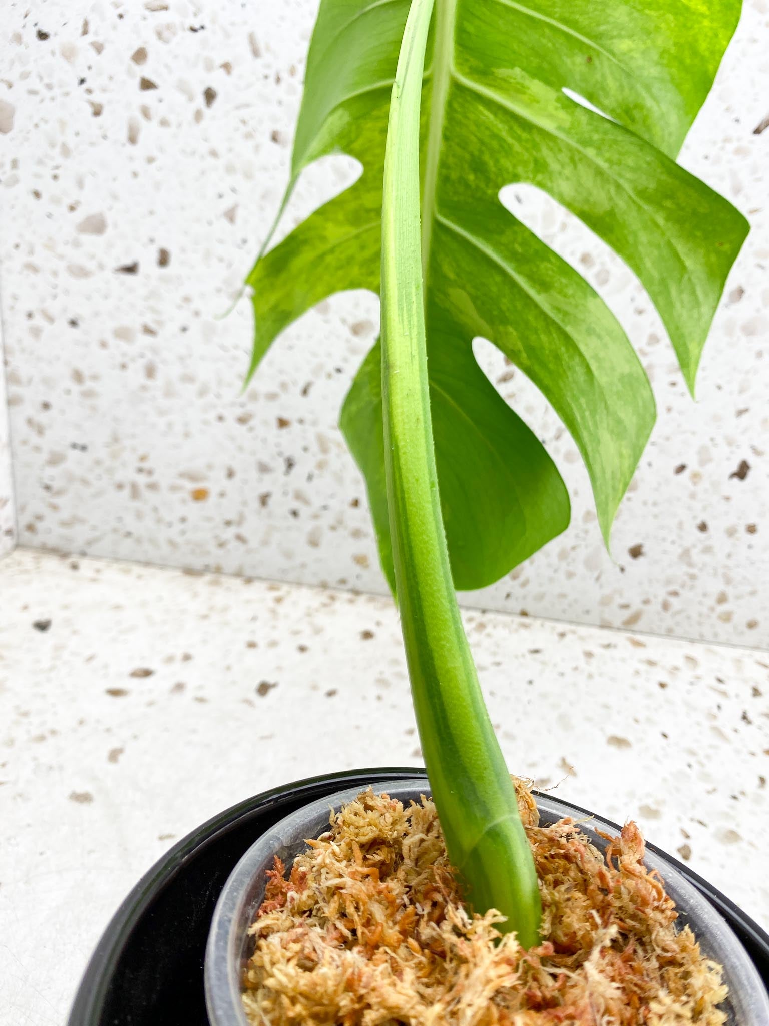 Monstera Aurea Tricolor 1 Leaf 1 Node Rooted