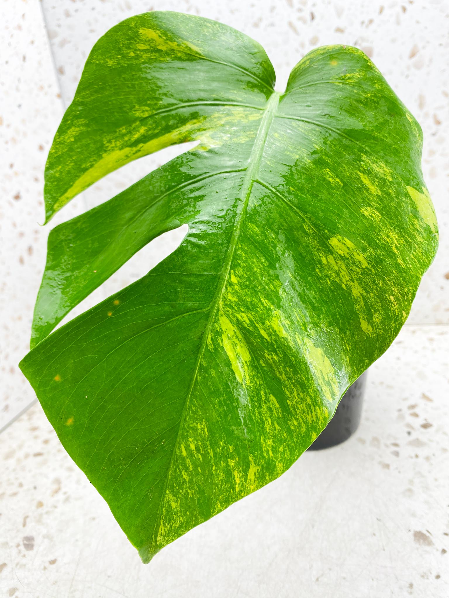 Monstera Aurea Tricolor 1 Leaf 1 Node Rooted