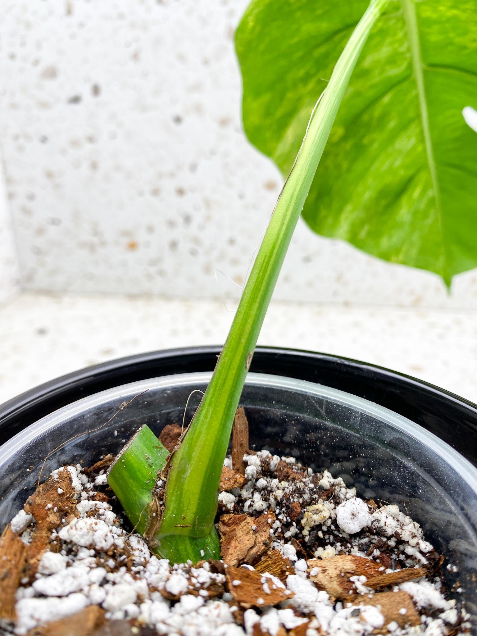 Monstera Aurea Tricolor 1 Leaf 1 Node Rooted