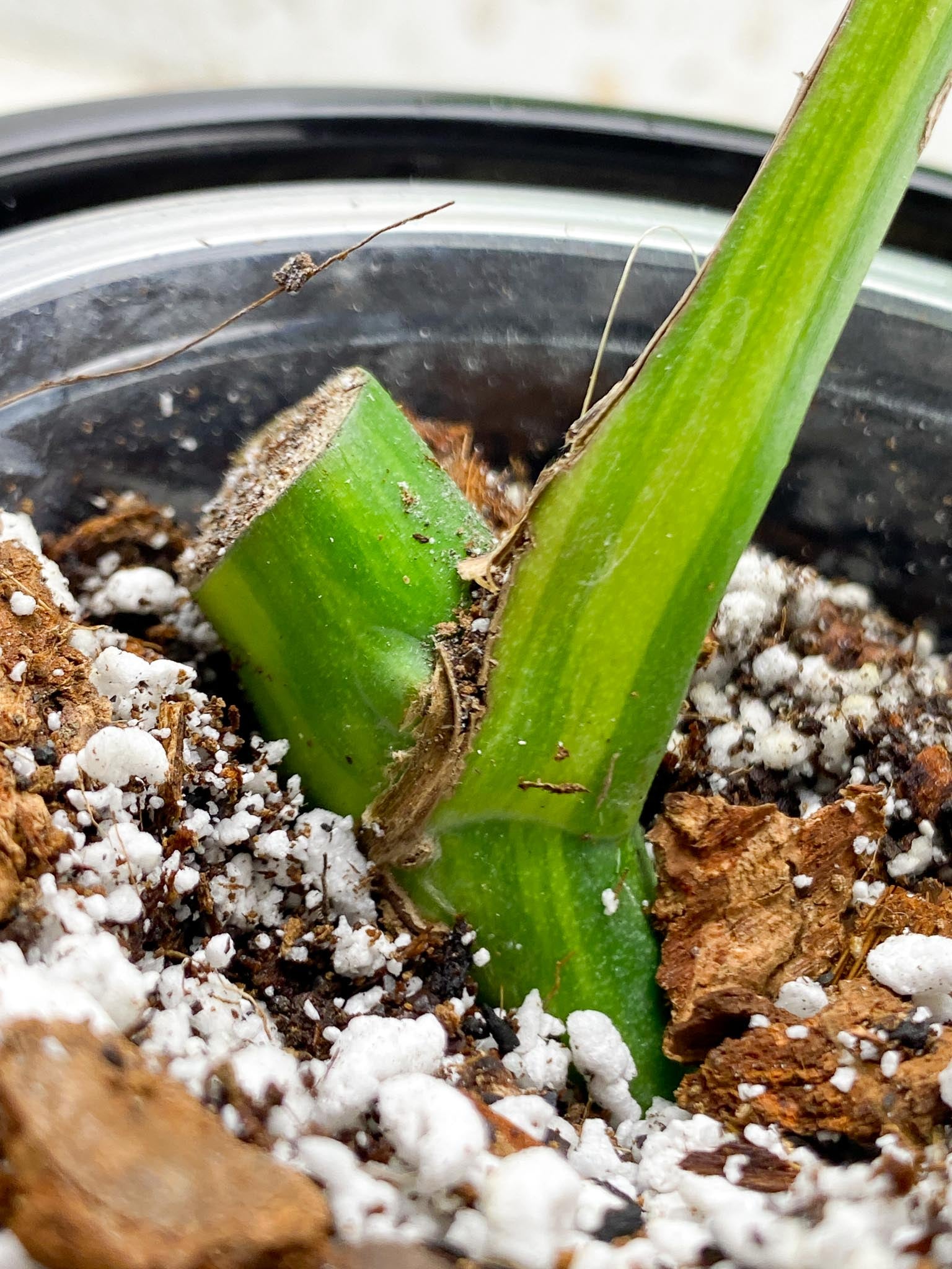 Monstera Aurea Tricolor 1 Leaf 1 Node Rooted