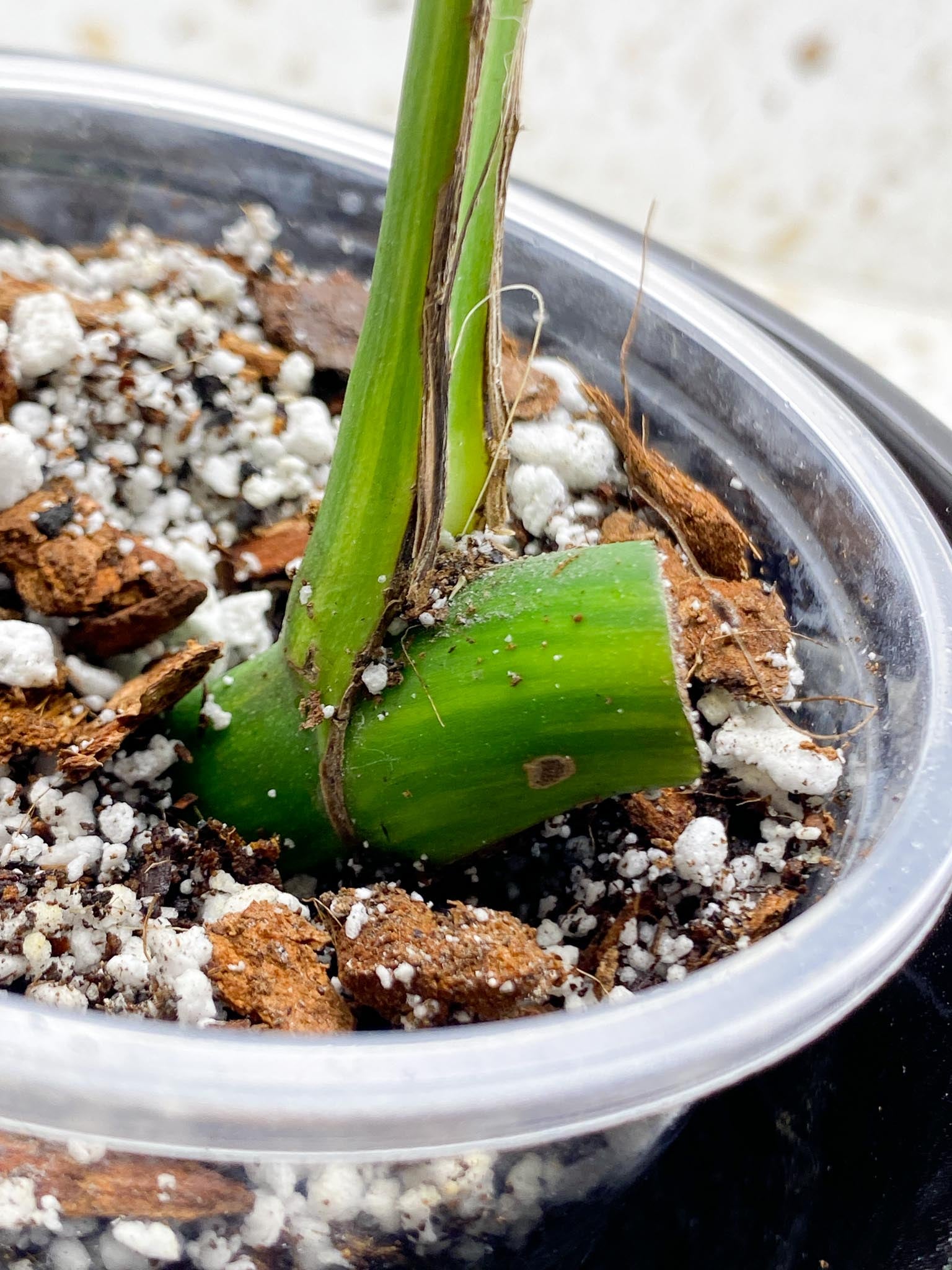 Monstera Aurea Tricolor 1 Leaf 1 Node Rooted
