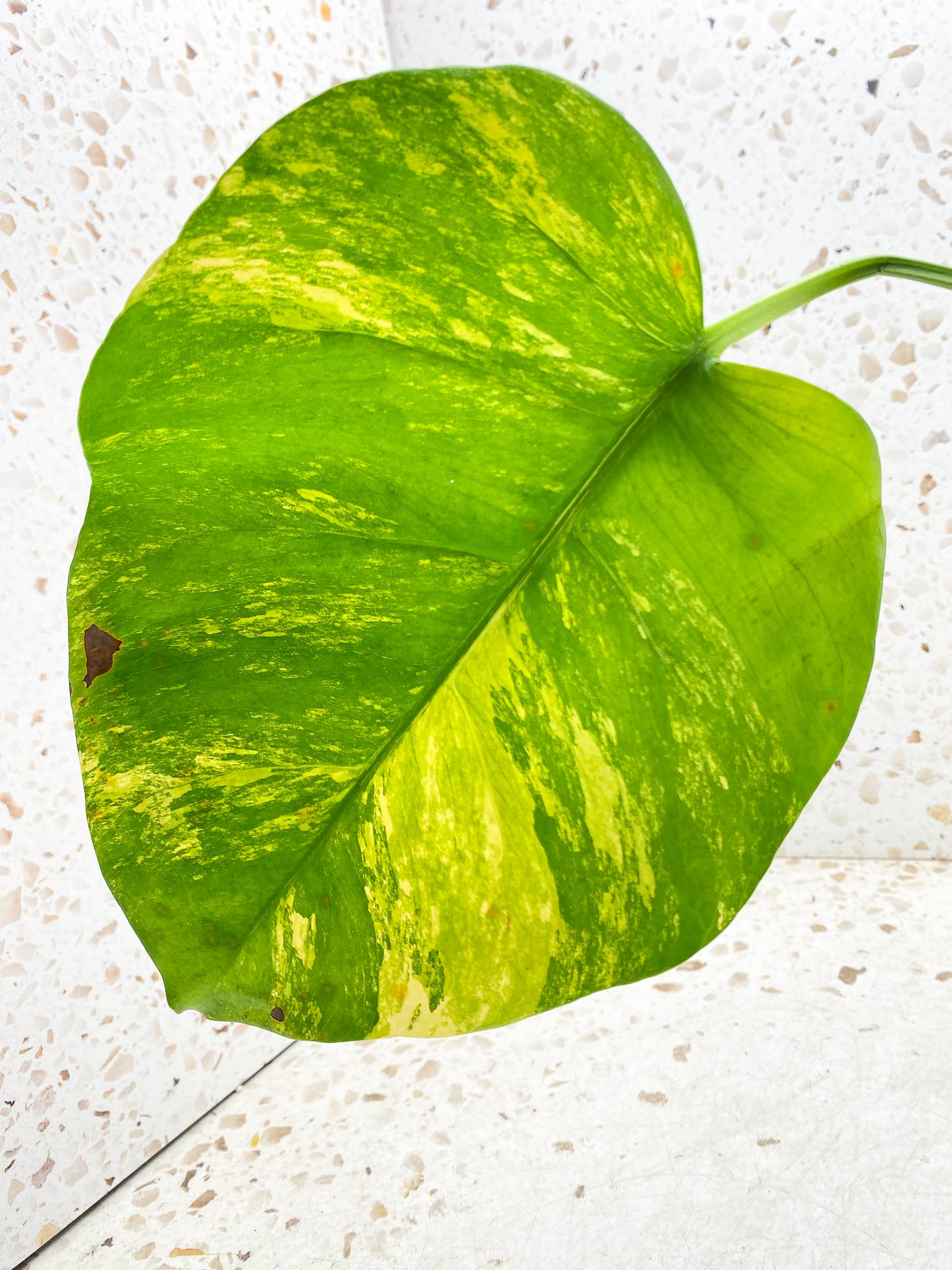 *Monstera Aurea Tricolor 1 Leaf 1 Node 1 Sprout Rooted
