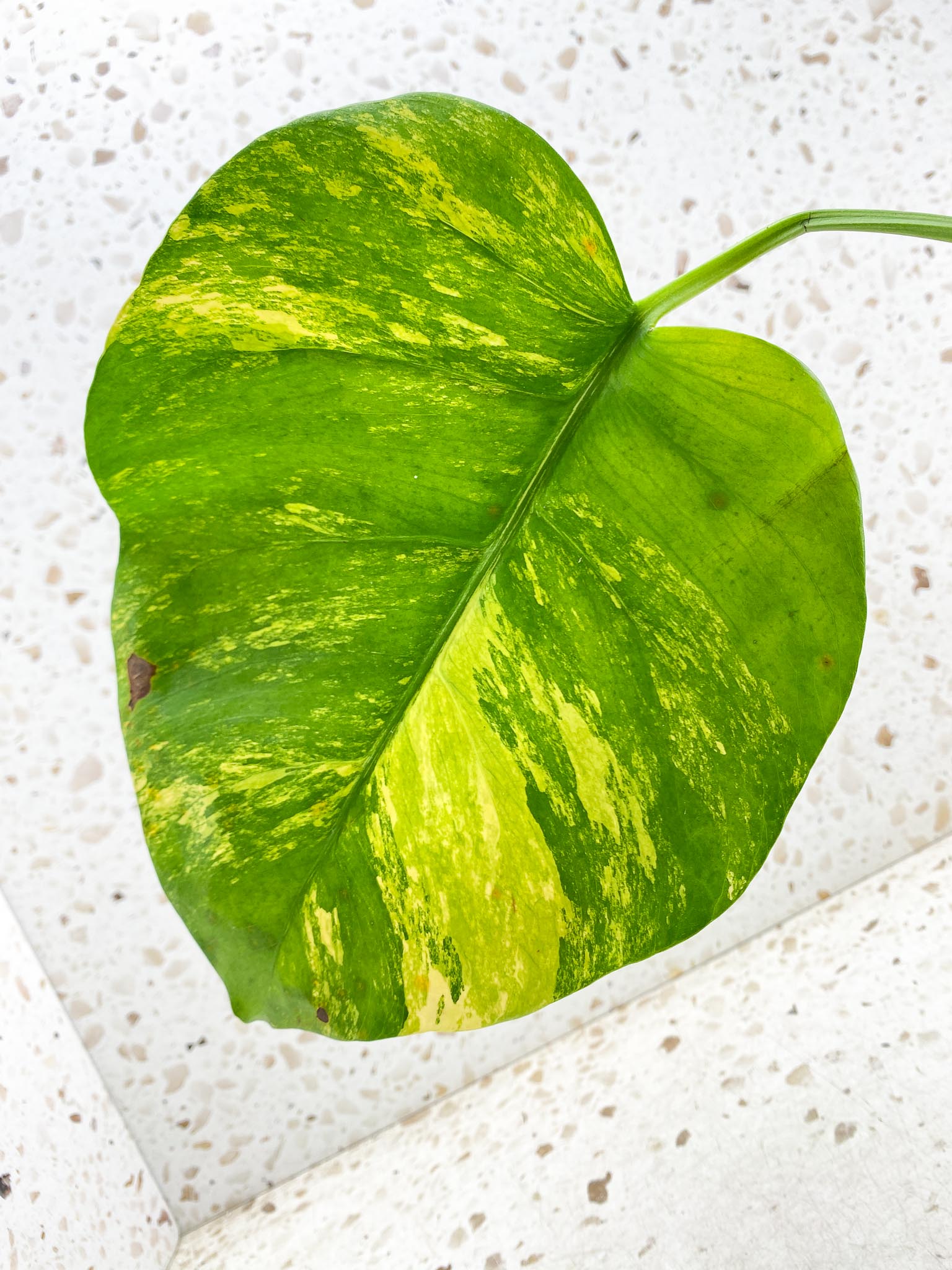 *Monstera Aurea Tricolor 1 Leaf 1 Node 1 Sprout Rooted