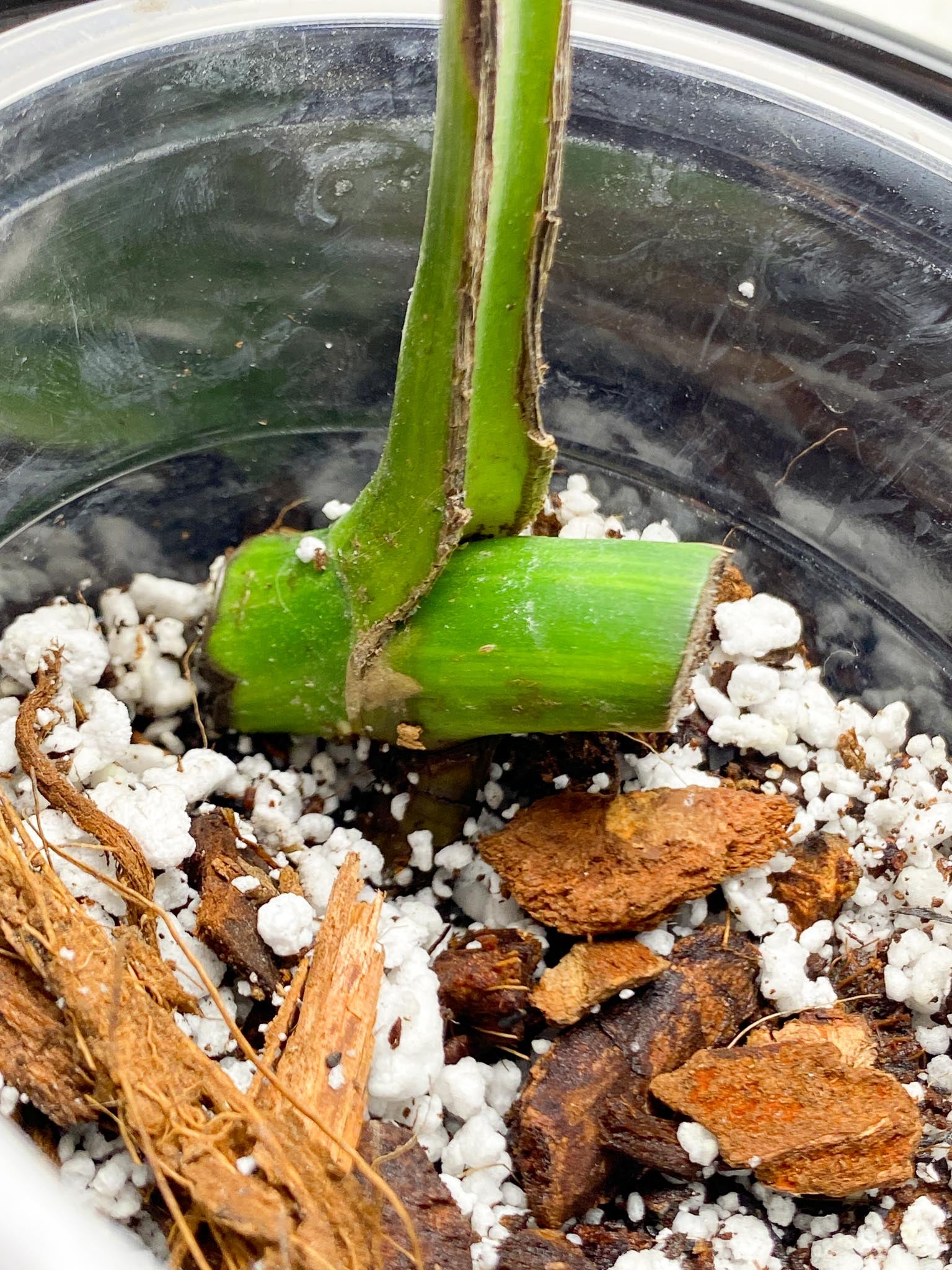 *Monstera Aurea Tricolor 1 Leaf 1 Node 1 Sprout Rooted