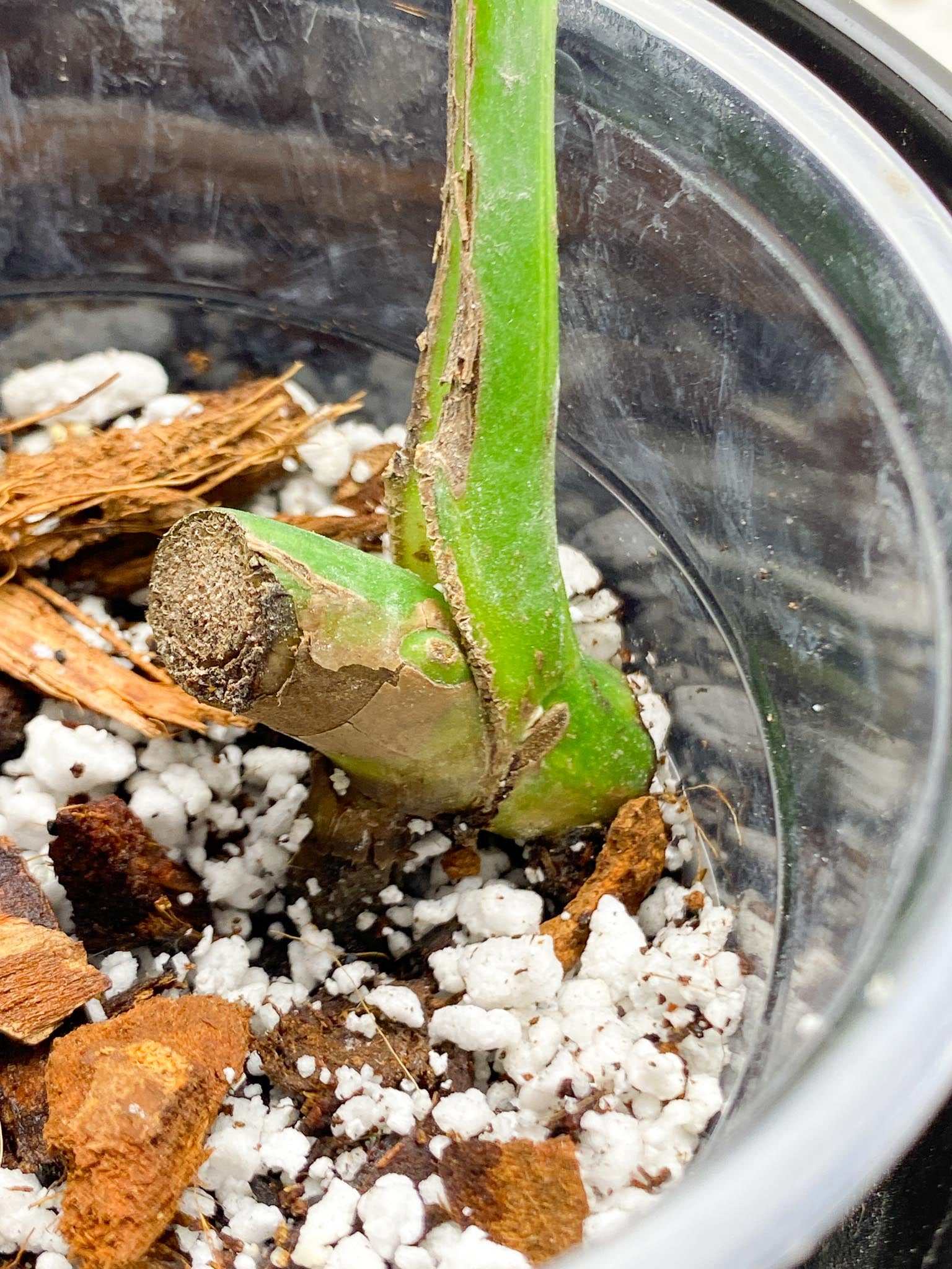 *Monstera Aurea Tricolor 1 Leaf 1 Node 1 Sprout Rooted