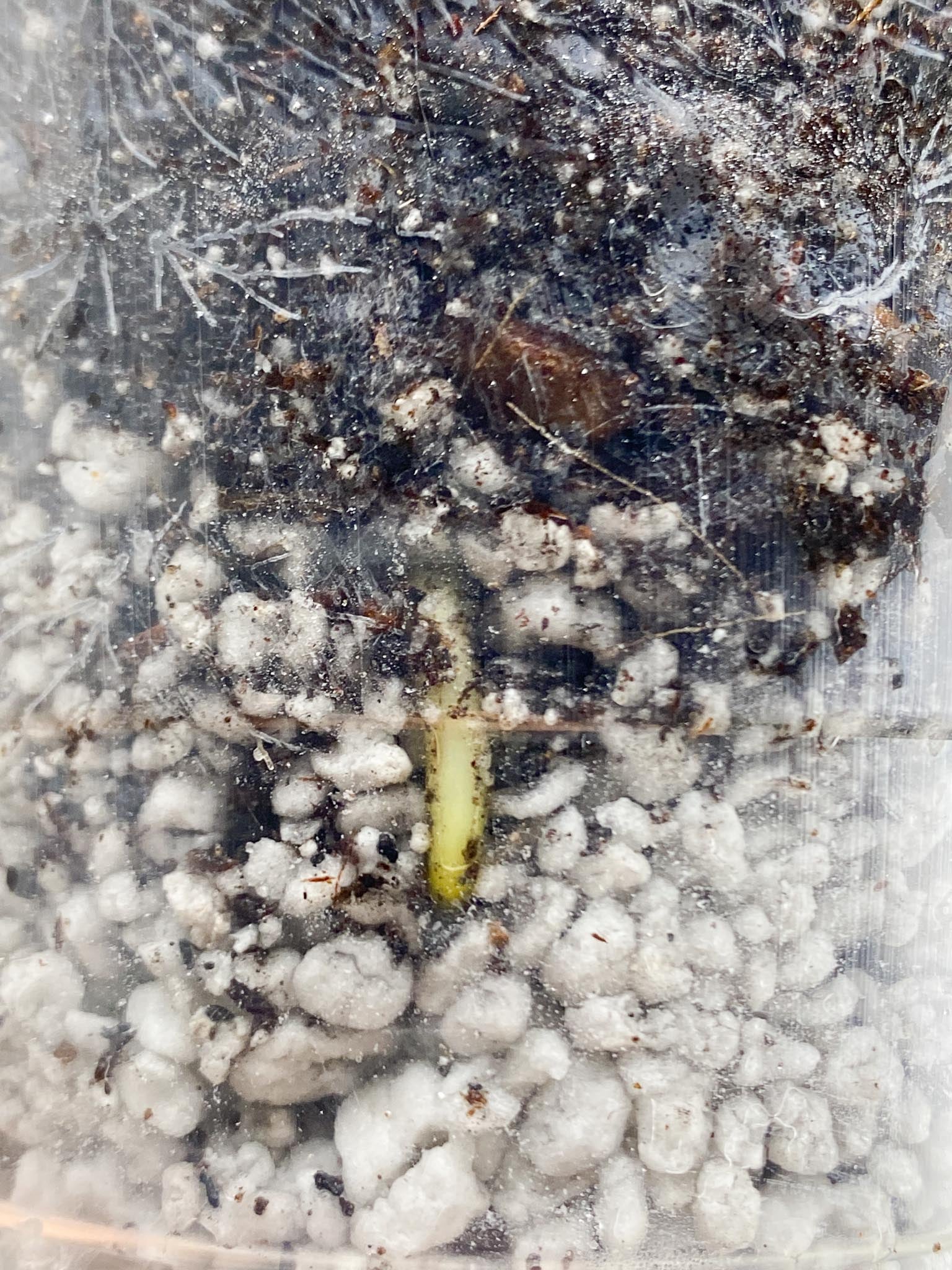 *Monstera Aurea Tricolor 1 Leaf 1 Node 1 Sprout Rooted