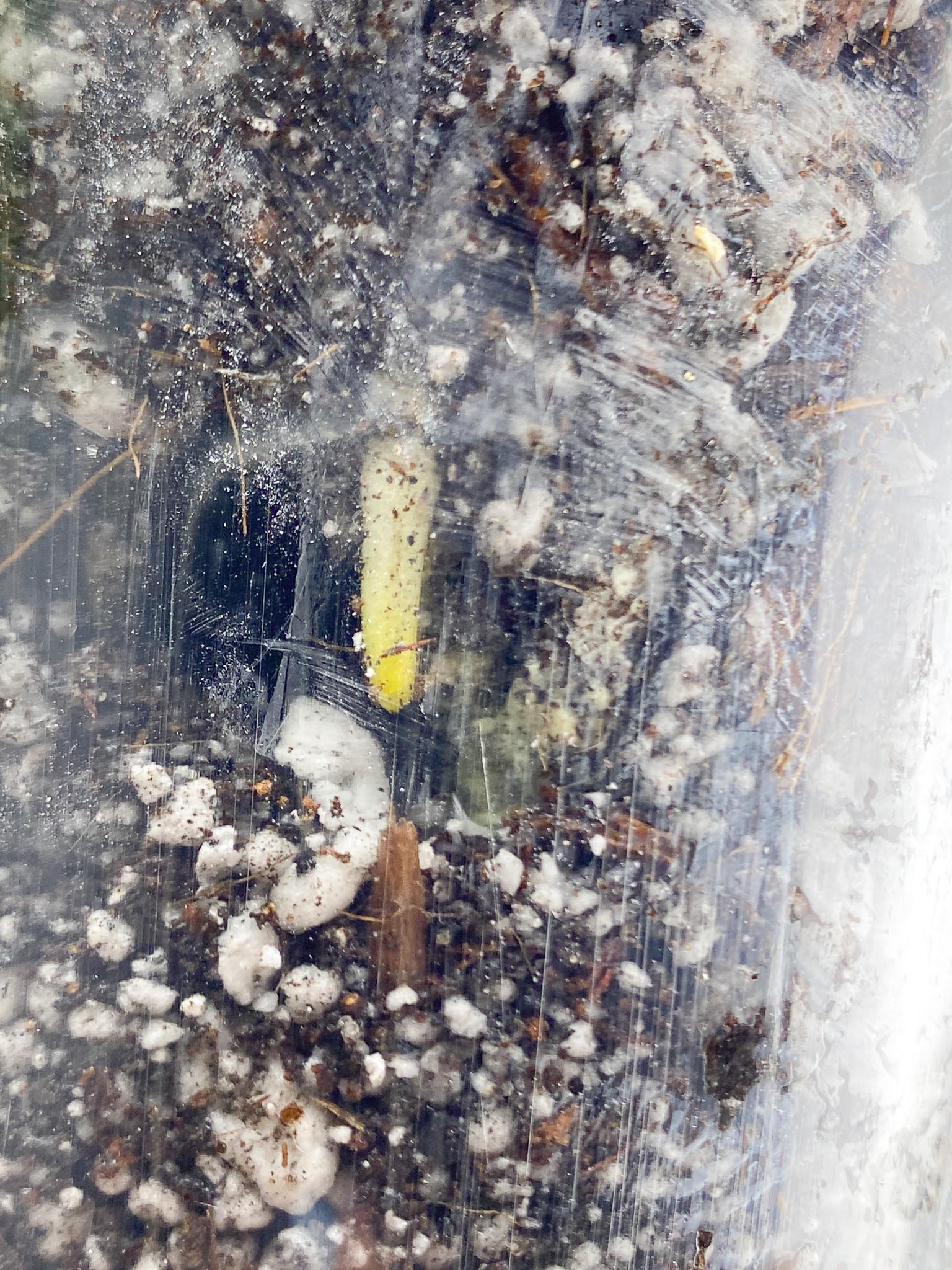 *Monstera Aurea Tricolor 1 Leaf 1 Node 1 Sprout Rooted