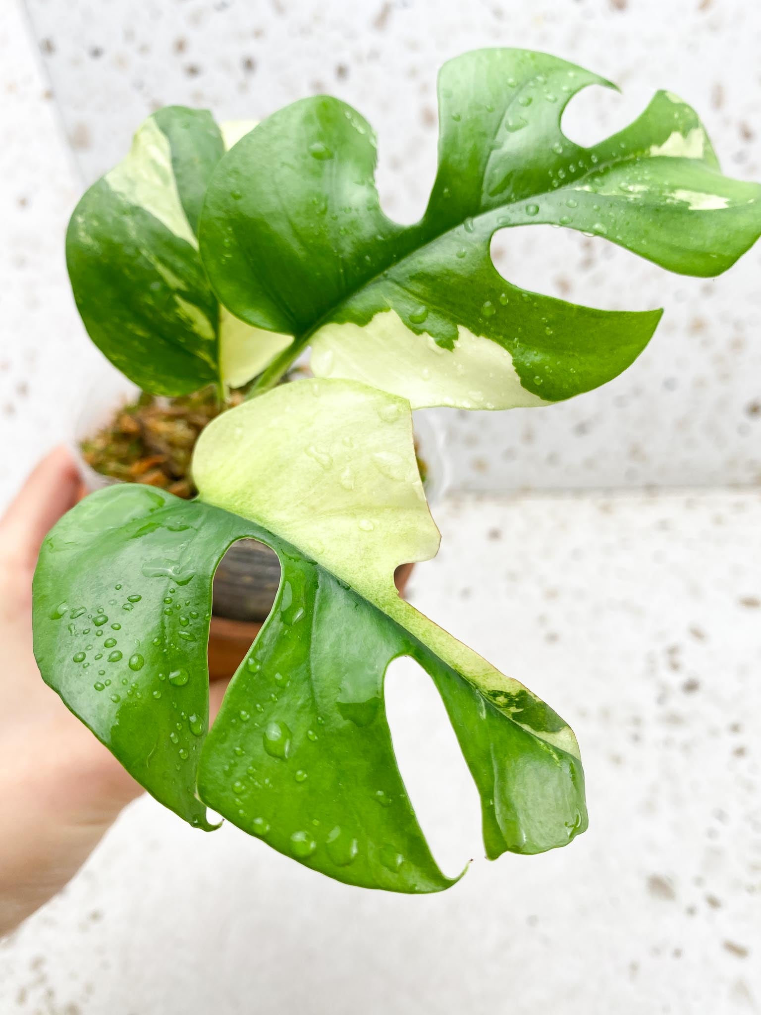 Rhaphidophora tetrasperma variegated 3 Leaves 3 Nodes sectoral variegation Rooted