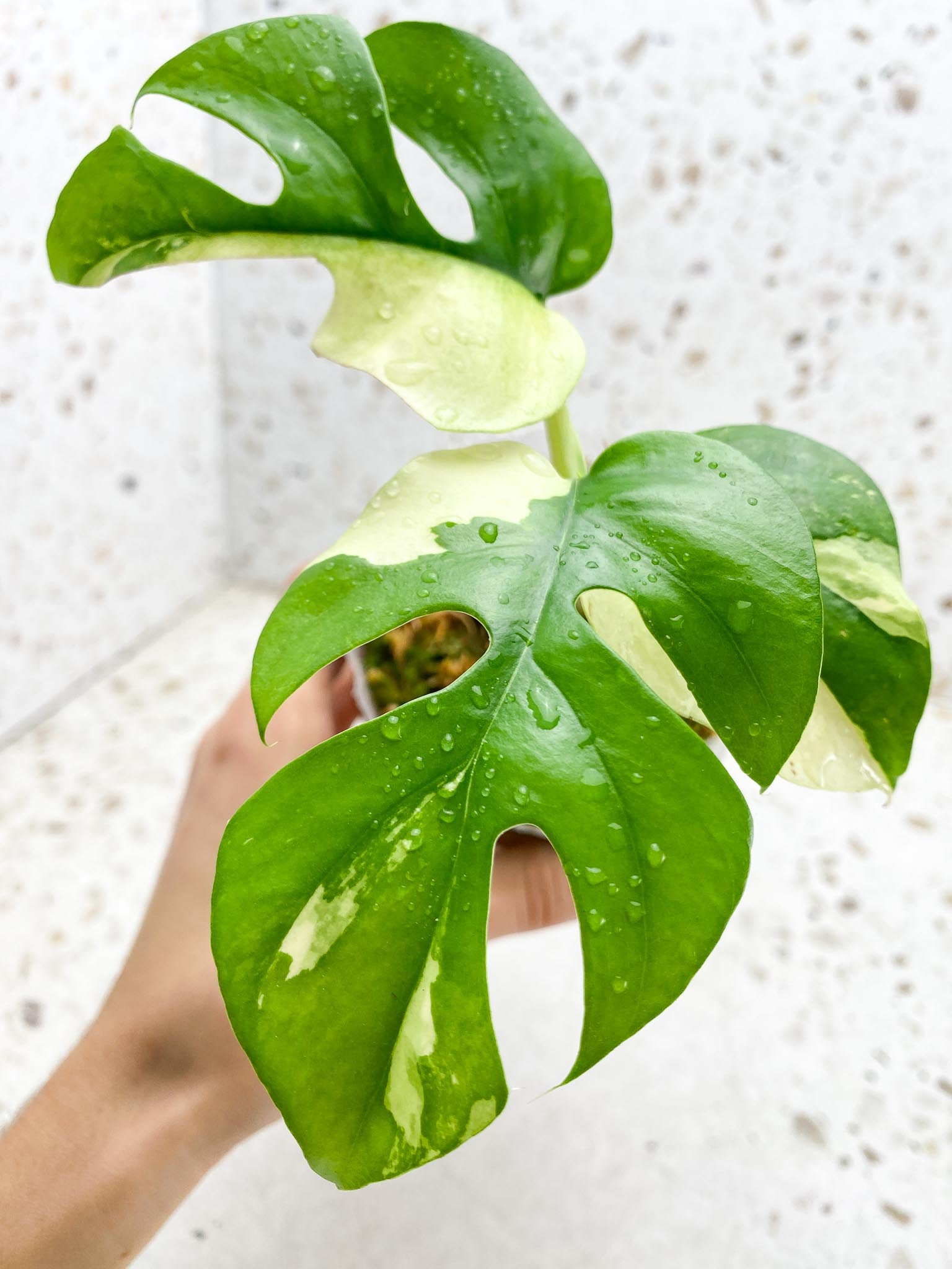 Rhaphidophora tetrasperma variegated 3 Leaves 3 Nodes sectoral variegation Rooted