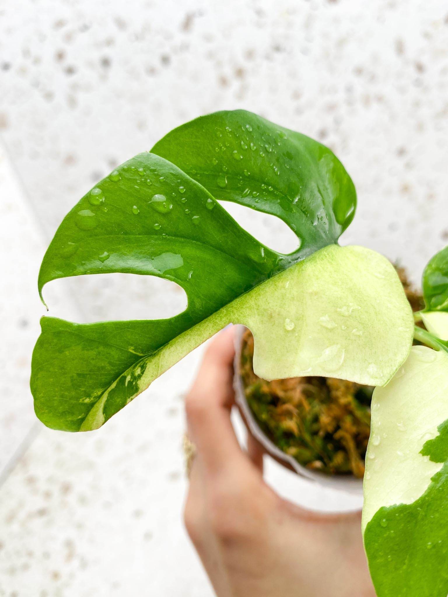 Rhaphidophora tetrasperma variegated 3 Leaves 3 Nodes sectoral variegation Rooted