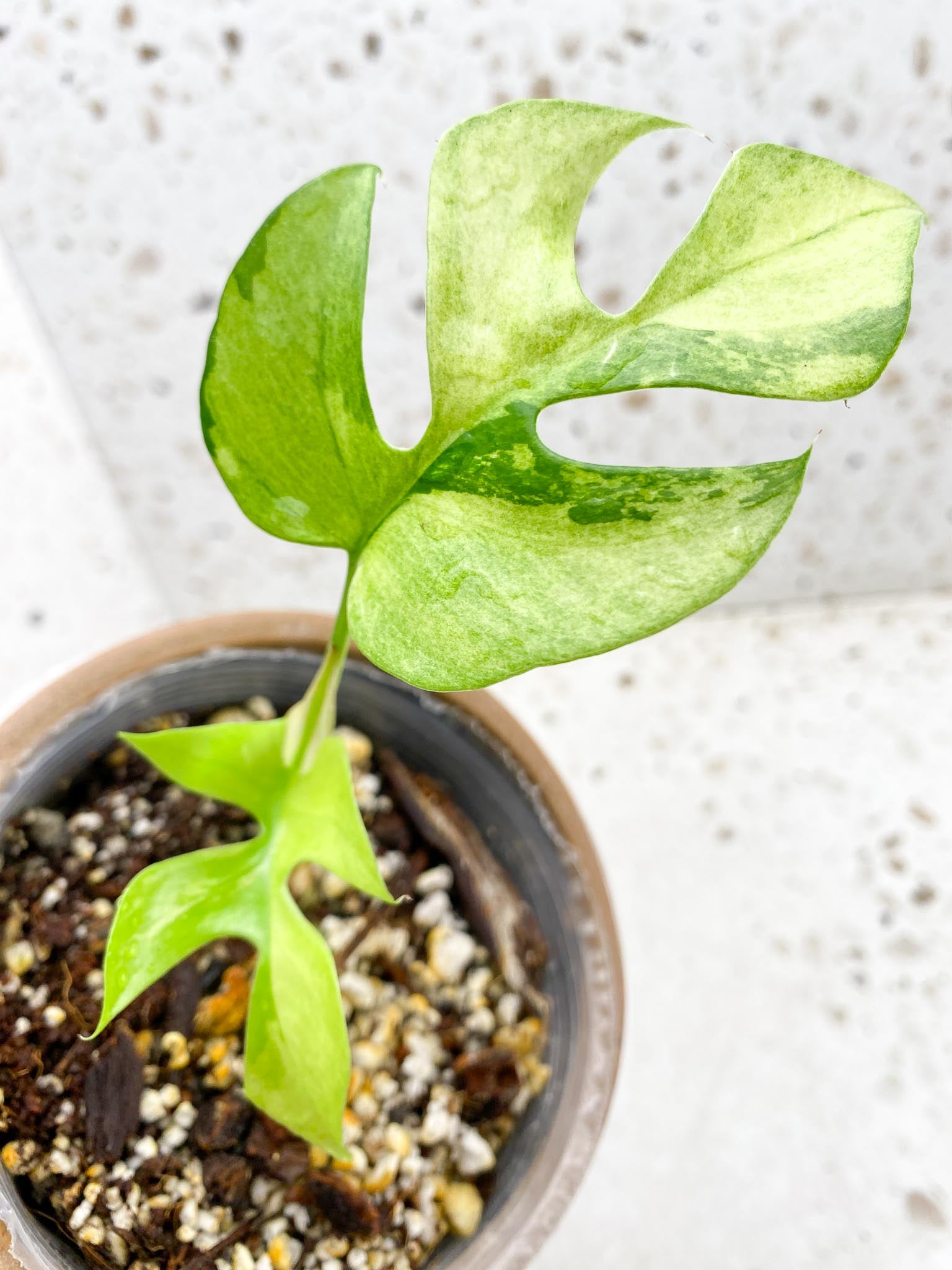 *Rhaphidophora tetrasperma variegated 2 Leaves 2 Nodes 1 Growing Bud Highly Variegated Rooted