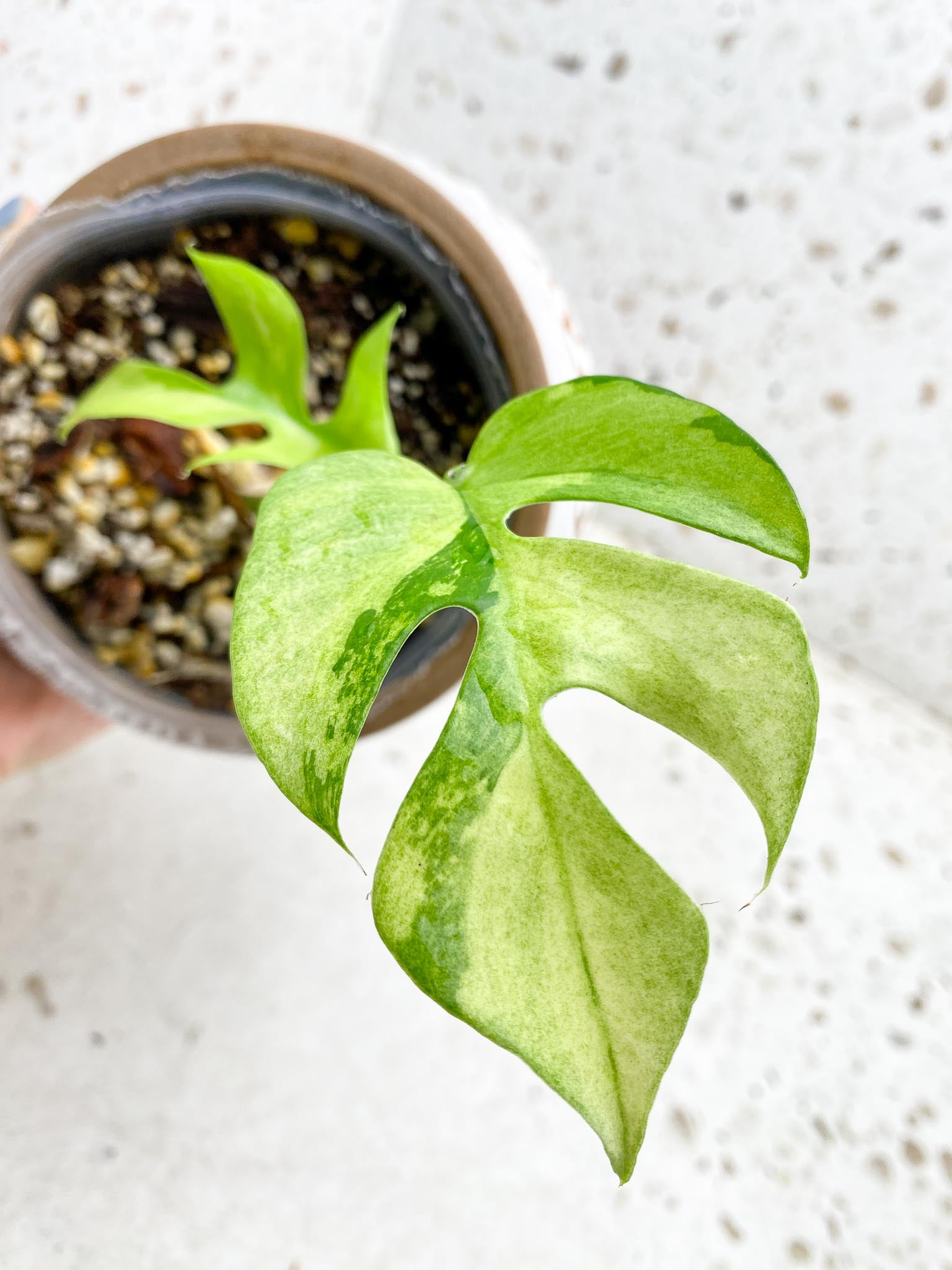 *Rhaphidophora tetrasperma variegated 2 Leaves 2 Nodes 1 Growing Bud Highly Variegated Rooted