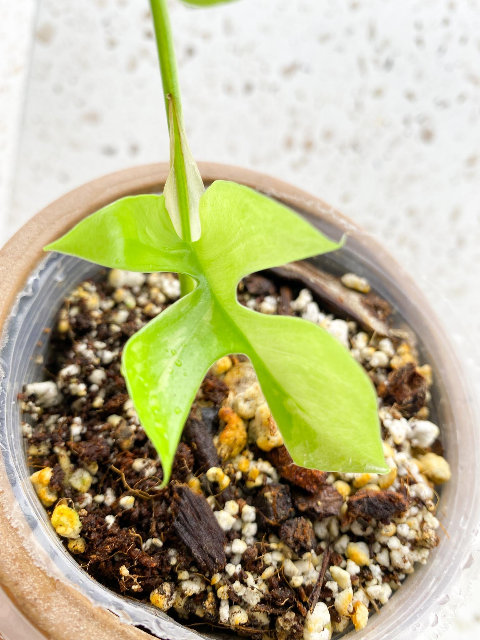 *Rhaphidophora tetrasperma variegated 2 Leaves 2 Nodes 1 Growing Bud Highly Variegated Rooted