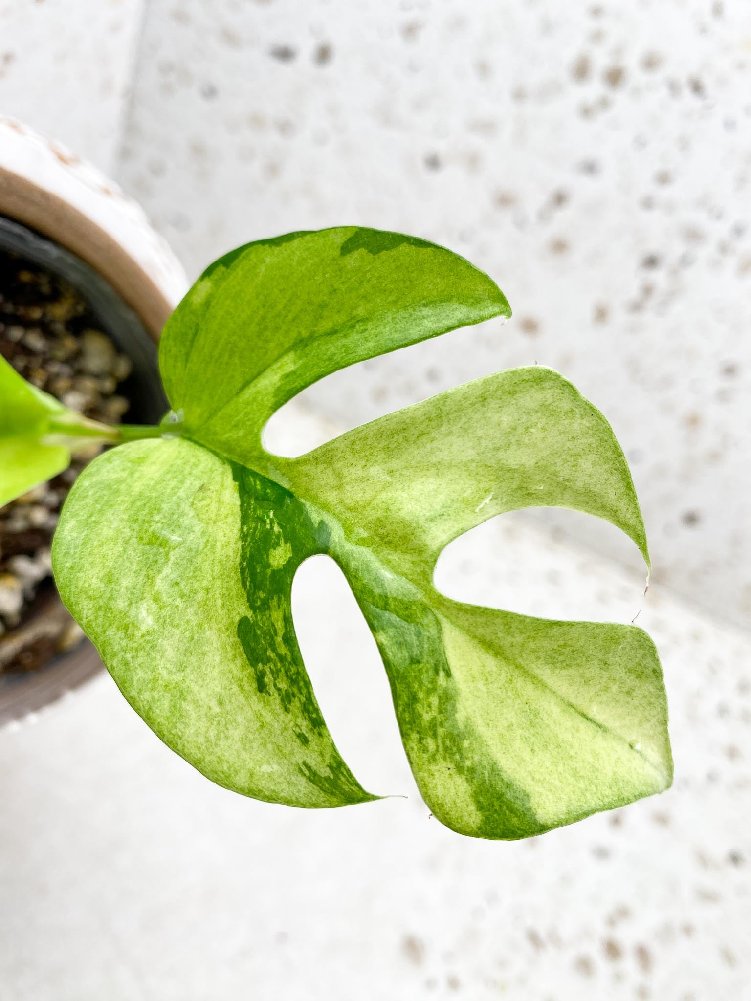 *Rhaphidophora tetrasperma variegated 2 Leaves 2 Nodes 1 Growing Bud Highly Variegated Rooted