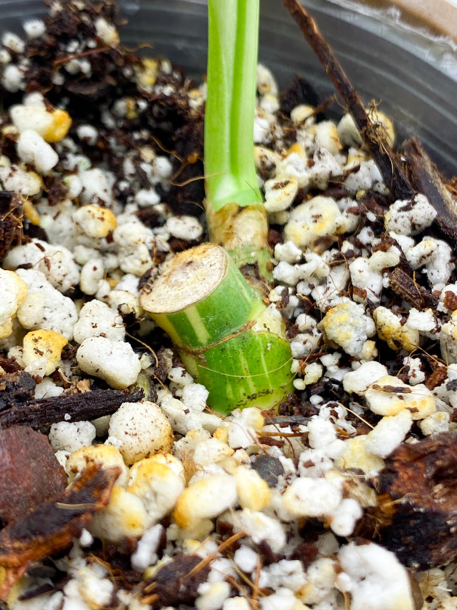 *Rhaphidophora tetrasperma variegated 2 Leaves 2 Nodes 1 Growing Bud Highly Variegated Rooted