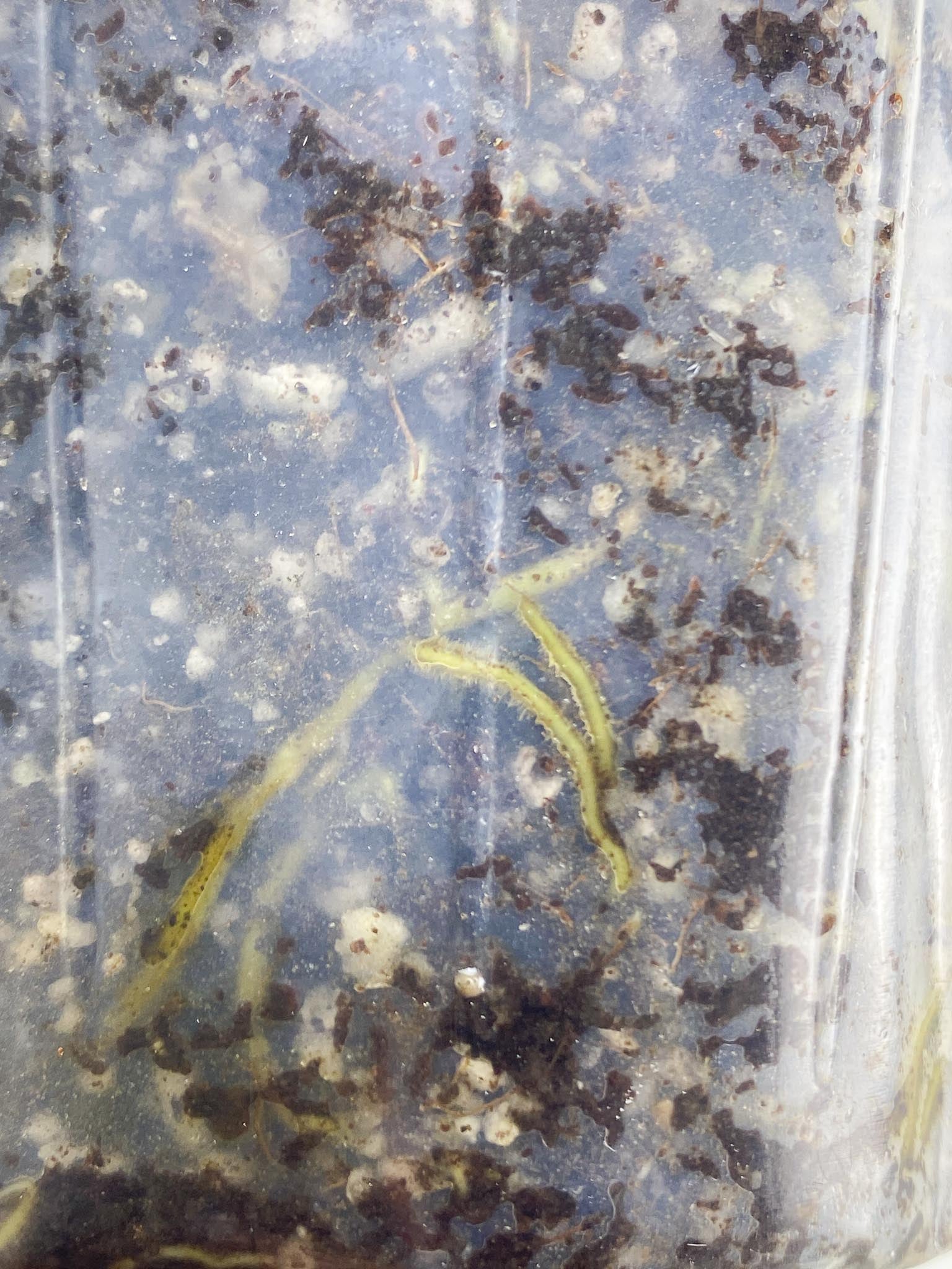 *Rhaphidophora tetrasperma variegated 2 Leaves 2 Nodes 1 Growing Bud Highly Variegated Rooted