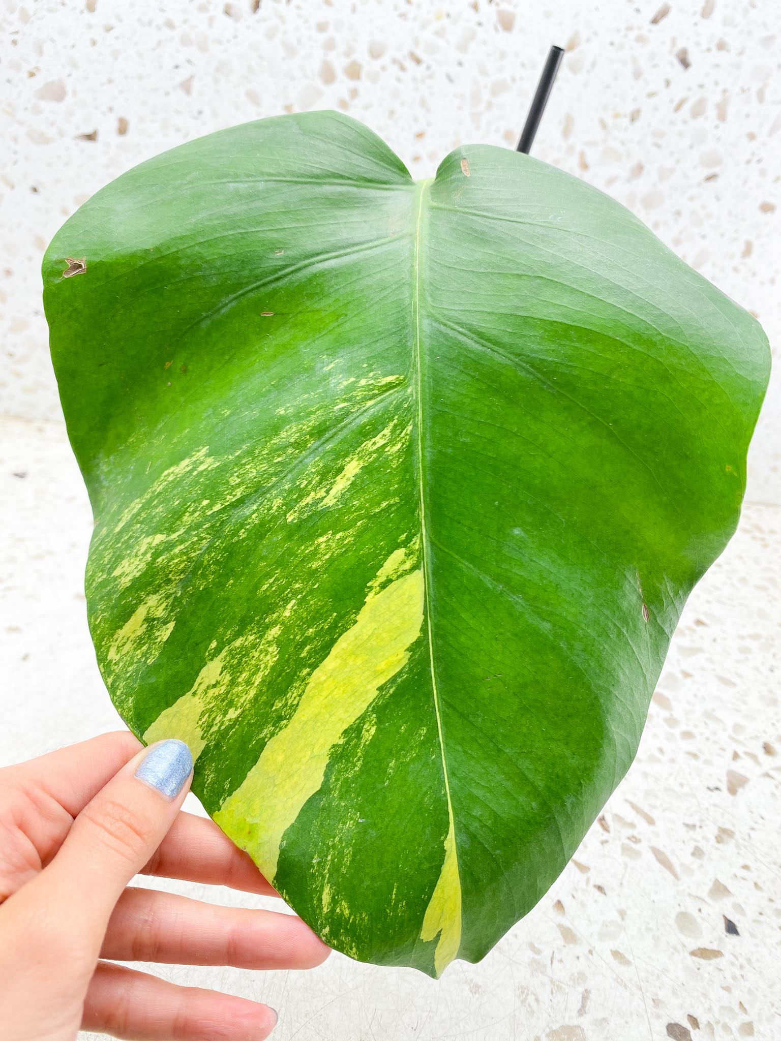 Monstera Aurea Tricolor 1 Leaf 1 Node 1 Growing Bud Rooted