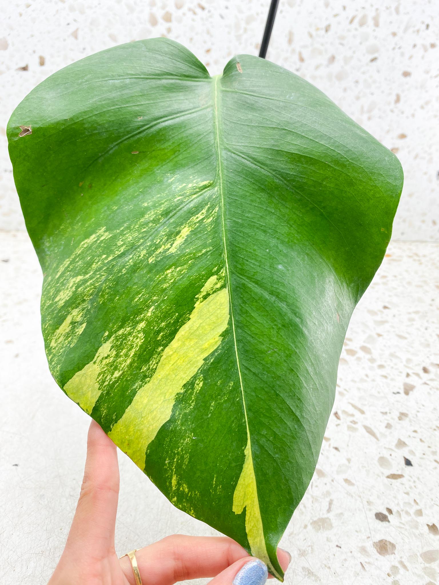 Monstera Aurea Tricolor 1 Leaf 1 Node 1 Growing Bud Rooted