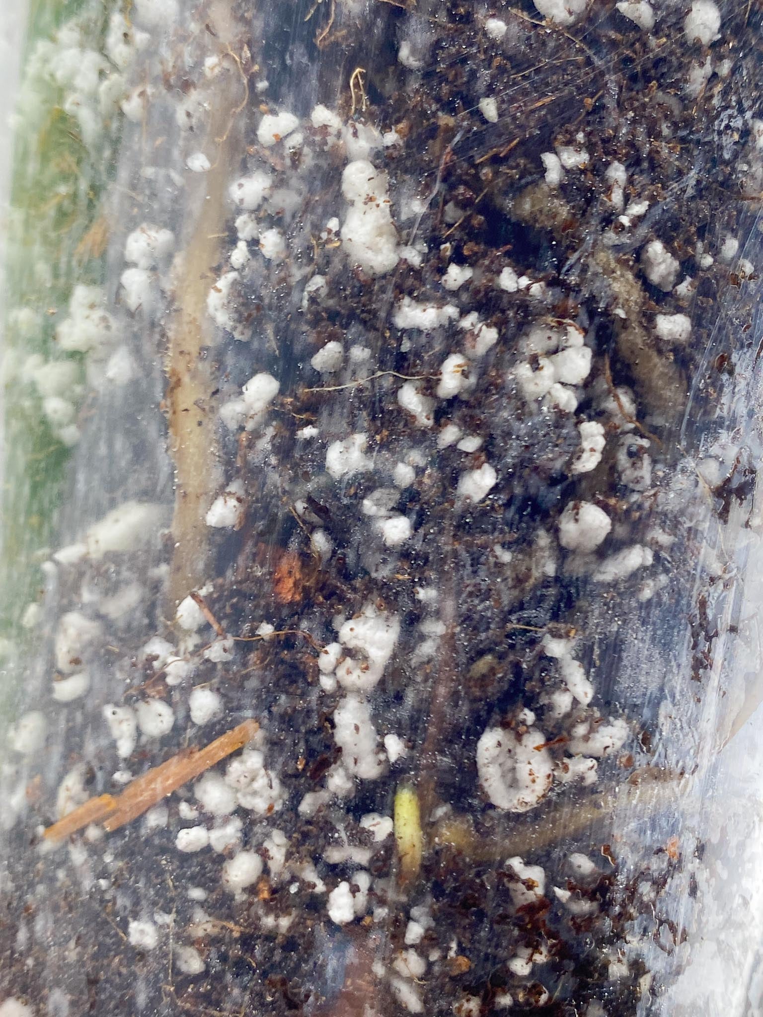 Monstera Aurea Tricolor 1 Leaf 1 Node 1 Growing Bud Rooted