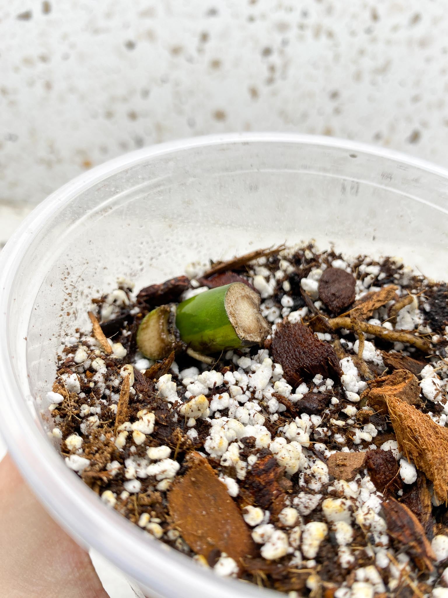 Monstera Aurea Tricolor 1 Node Rooted